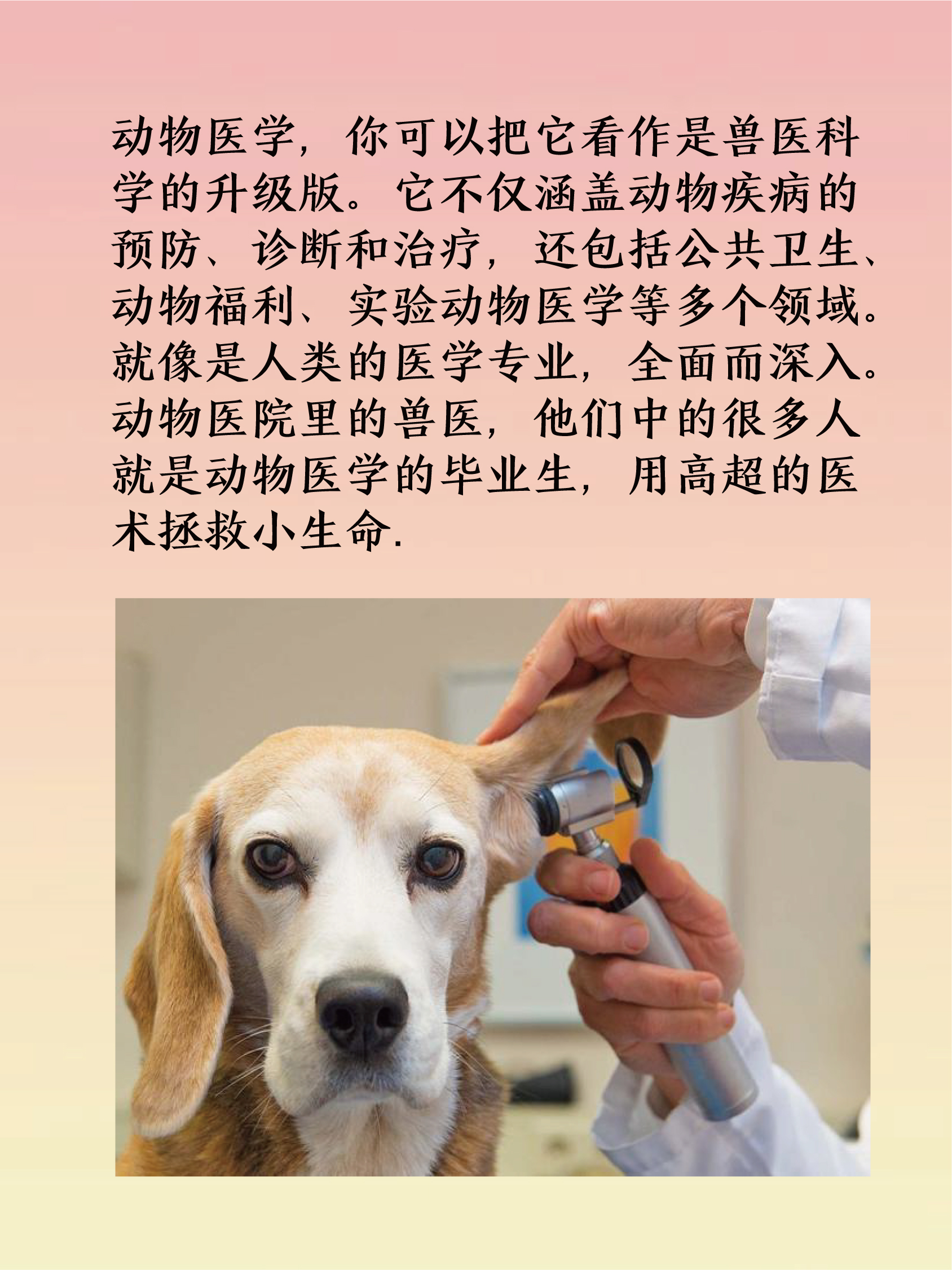 动物医学和畜牧兽医有什么区别