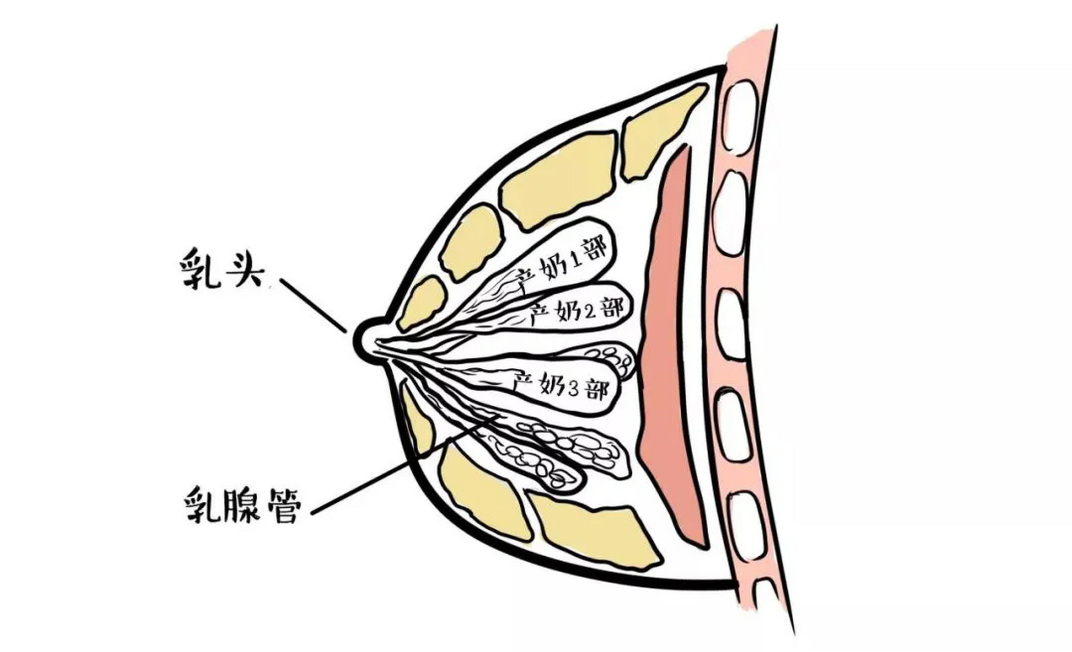 乳房结构图中乳房硬块图片