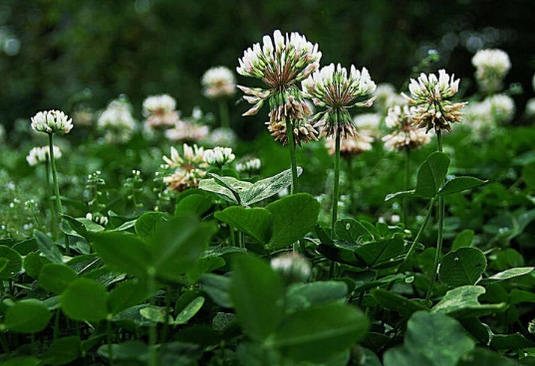 白花三叶草花语复仇图片