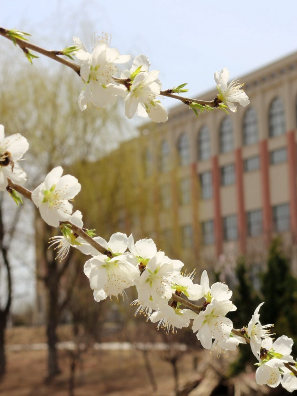 大连海华师范学院图片