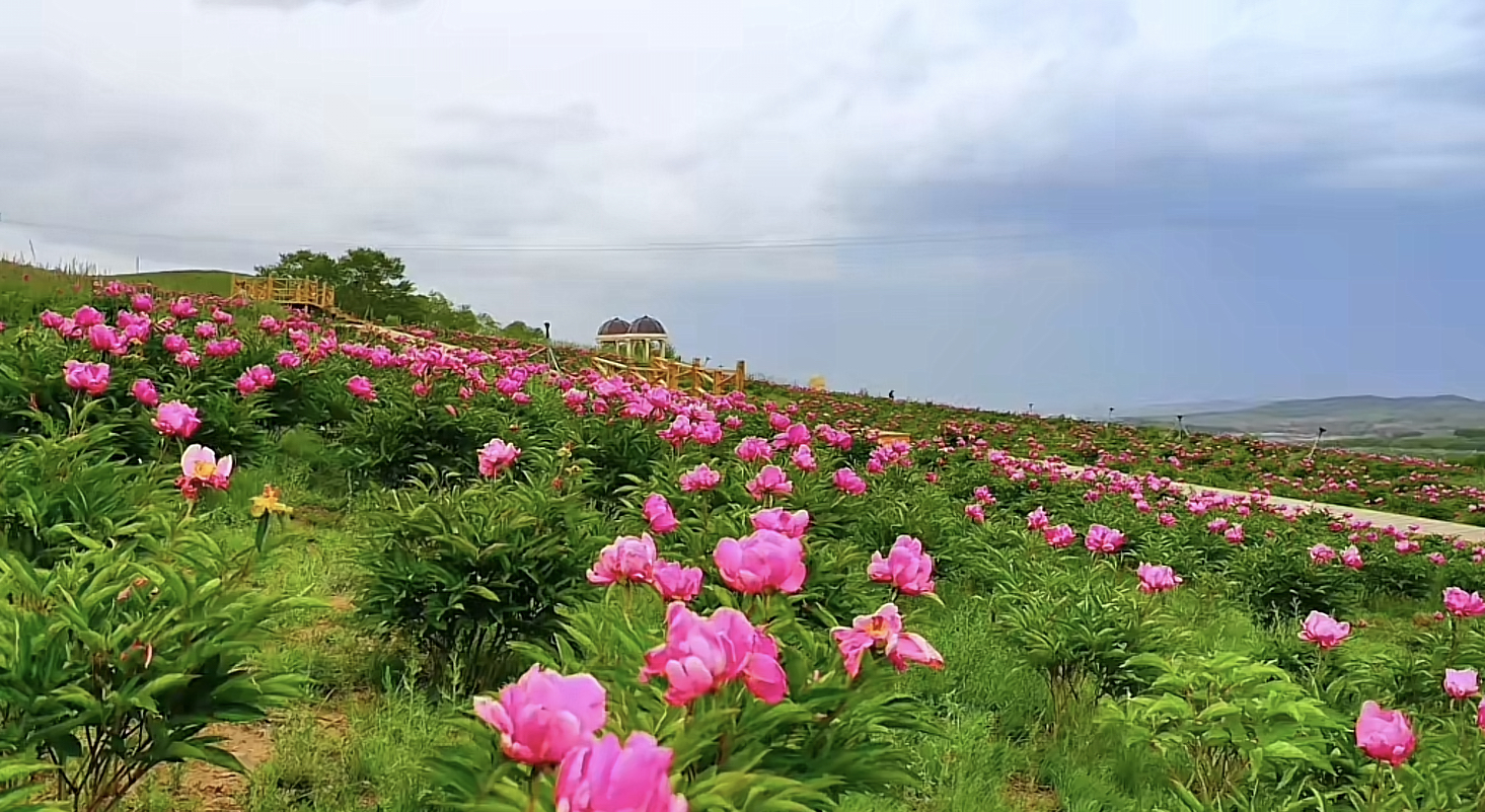 花海   横屏花海无际葛根庙芍药花海十三户花海中央太仆寺旗绝美照片