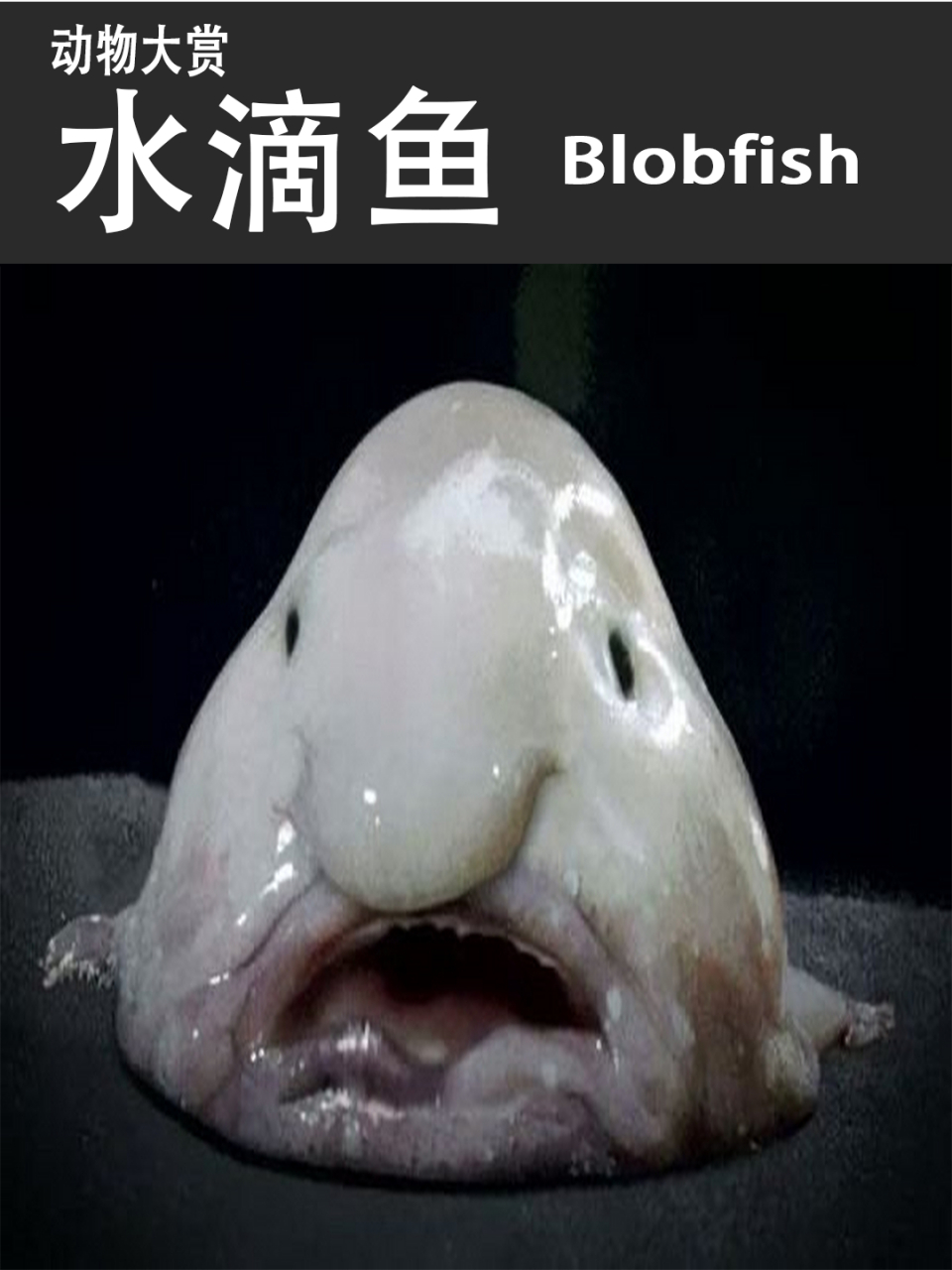 英国动物保护人士发起选丑比赛,水滴鱼获得冠军,成为官方吉祥