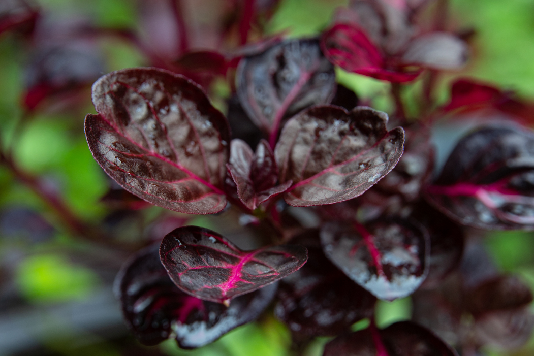 血苋是一种多年生草本植物,原产于巴西,在中国多分布于江苏,上海等地.