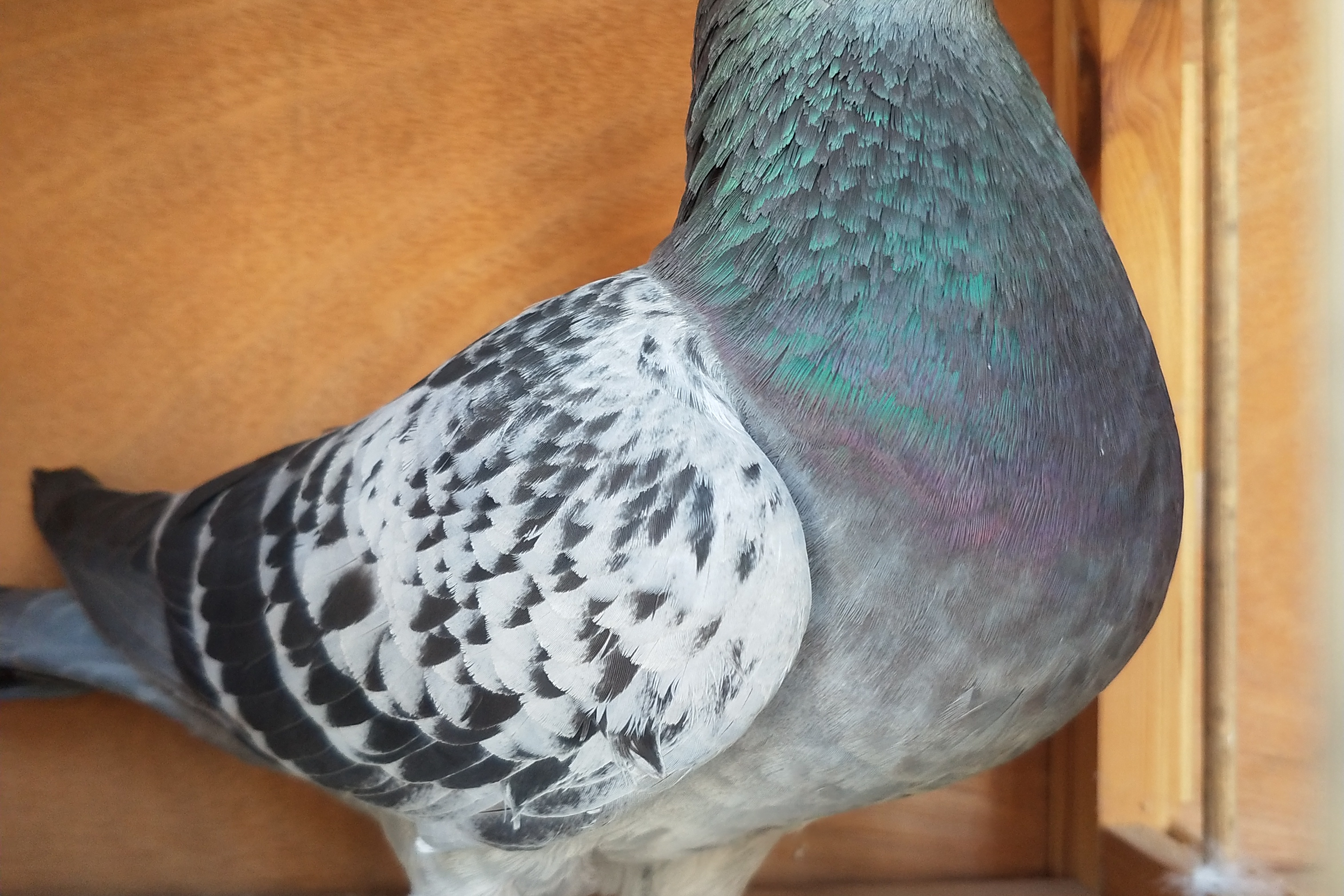 鸽子换羽大揭秘!鸽友们请注意,别轻易给它们用药哦～想要羽毛更亮丽?