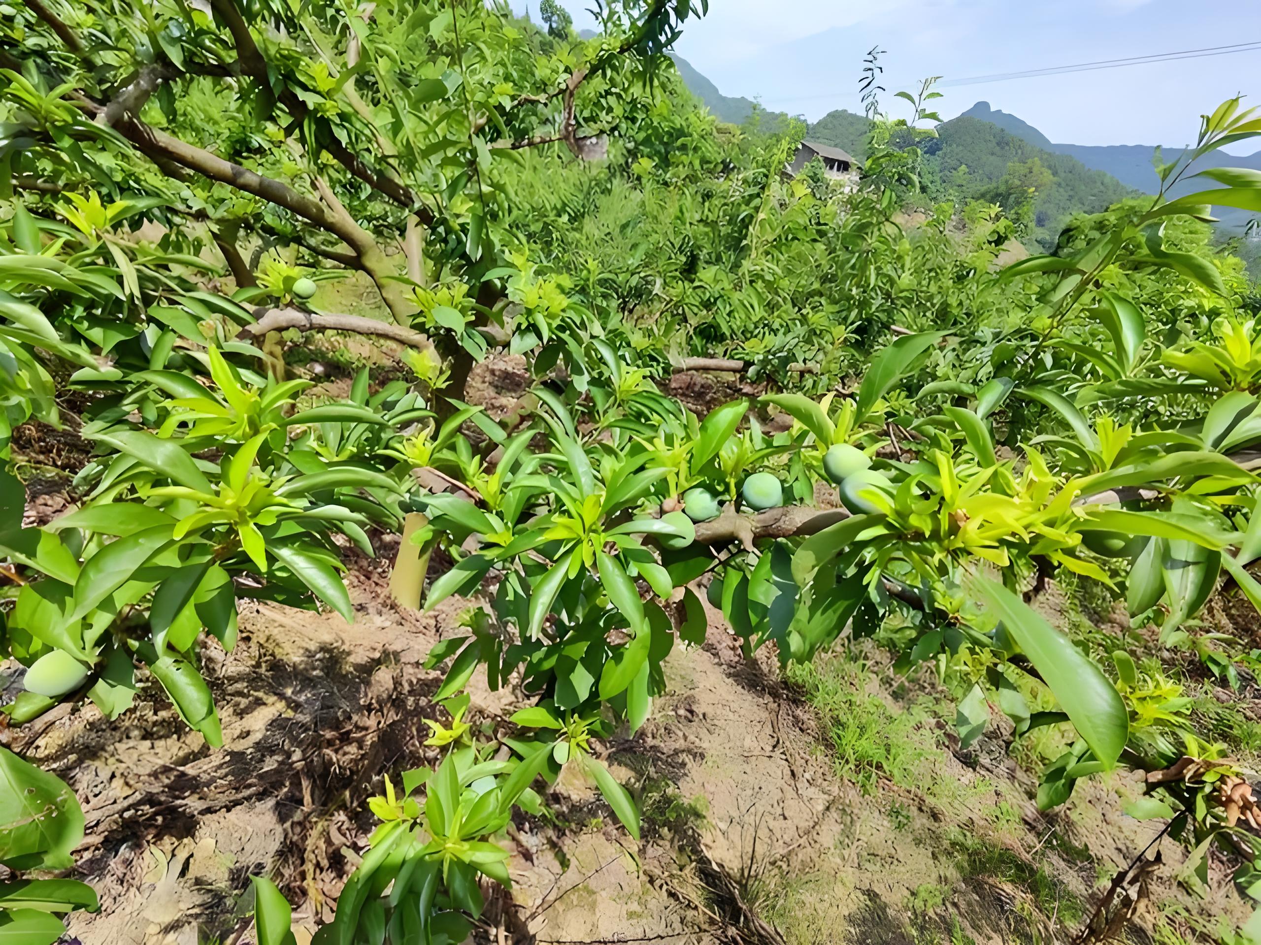 李子树怎么种植,李子树适合种植在什么地方?