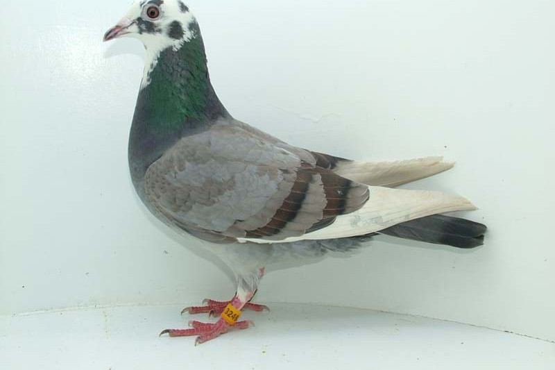 鸽子换羽大揭秘!鸽友们请注意,别轻易给它们用药哦～想要羽毛更亮丽?