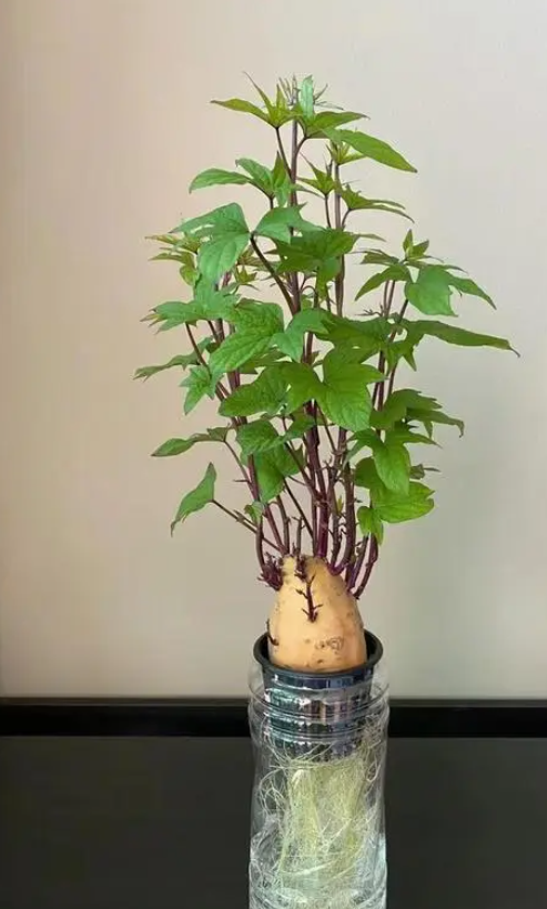 绝了!浙江小姐姐一棵"水培红薯"惹得众网友大闹厨房,笑料百出