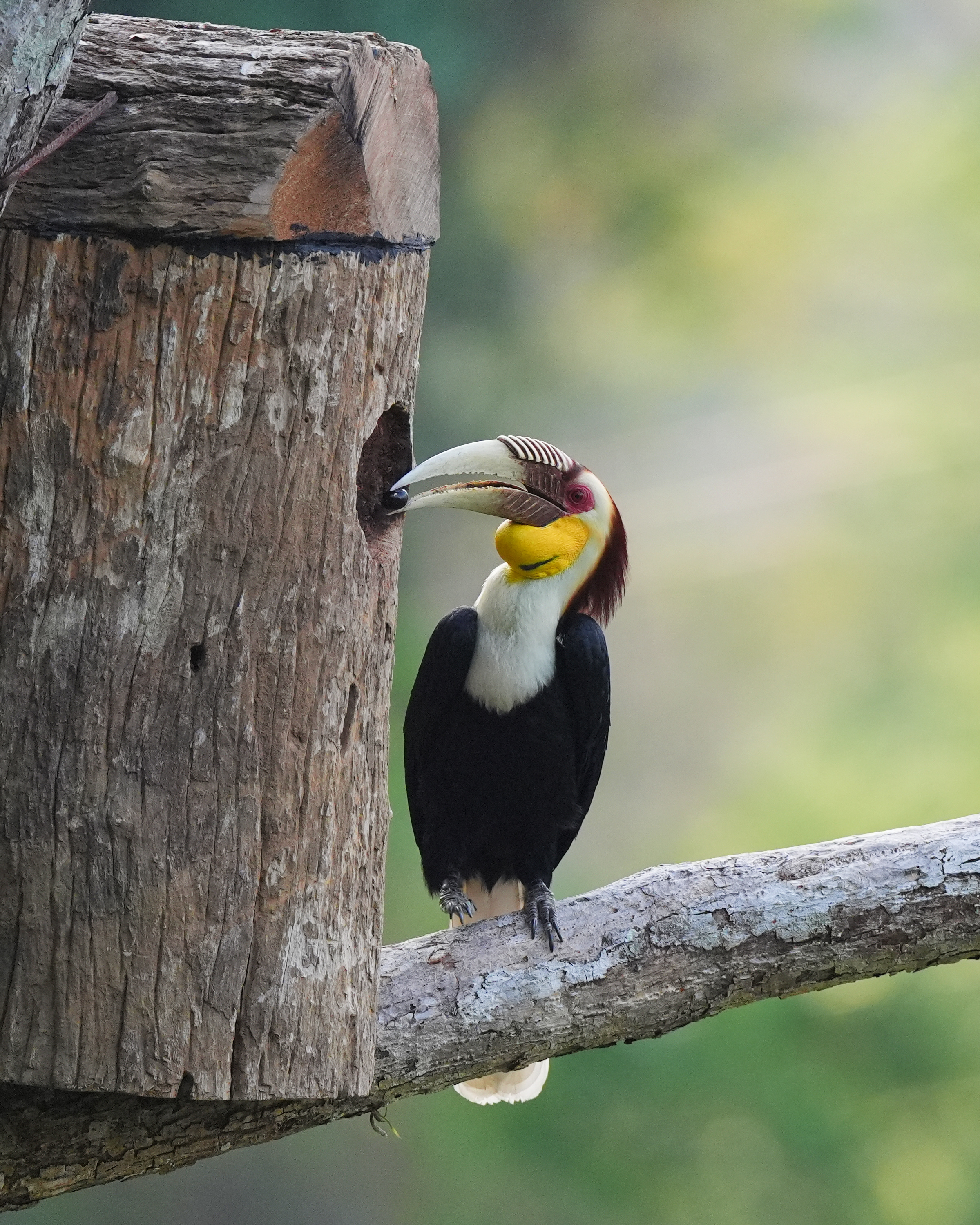 花冠皱盔犀鸟的奇葩人造新家园