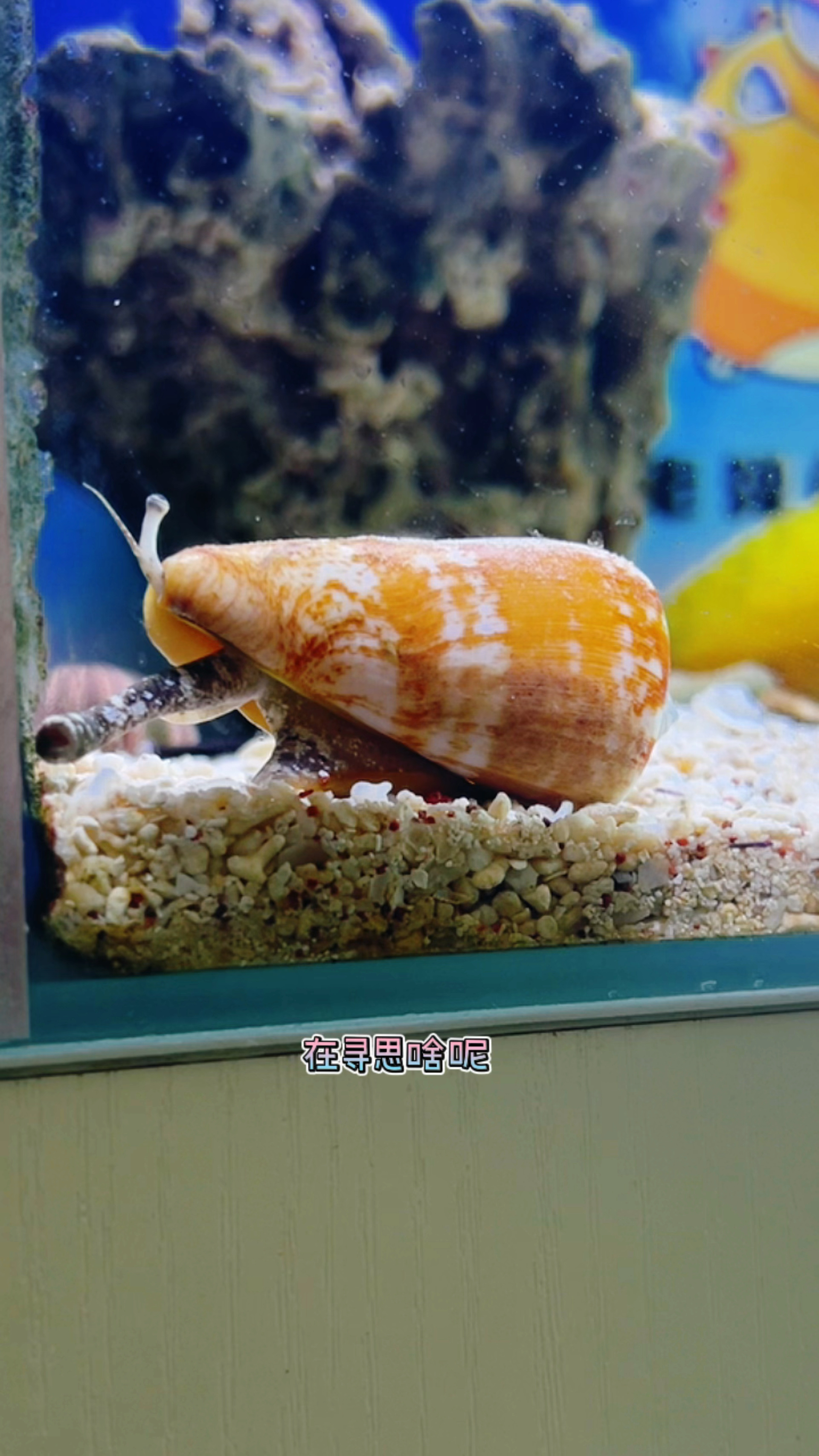 长了一双眼睛的螺见过么