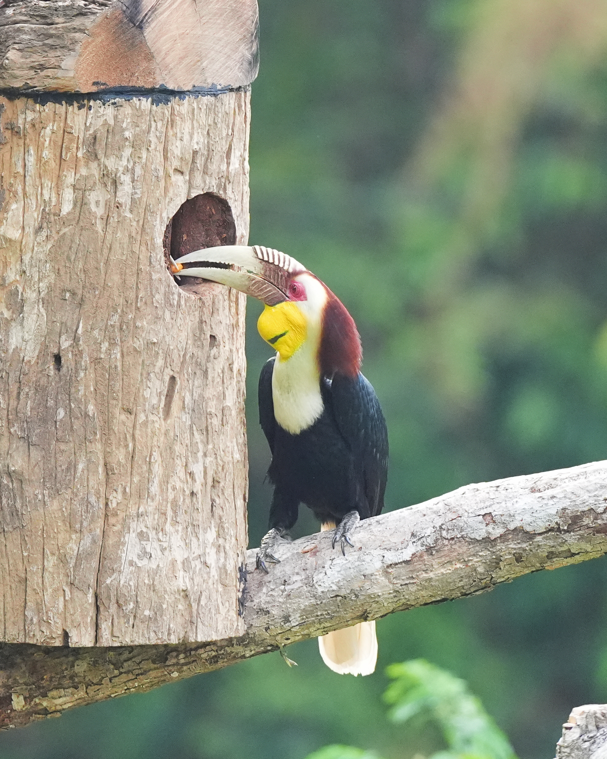 花冠皱盔犀鸟的奇葩人造新家园