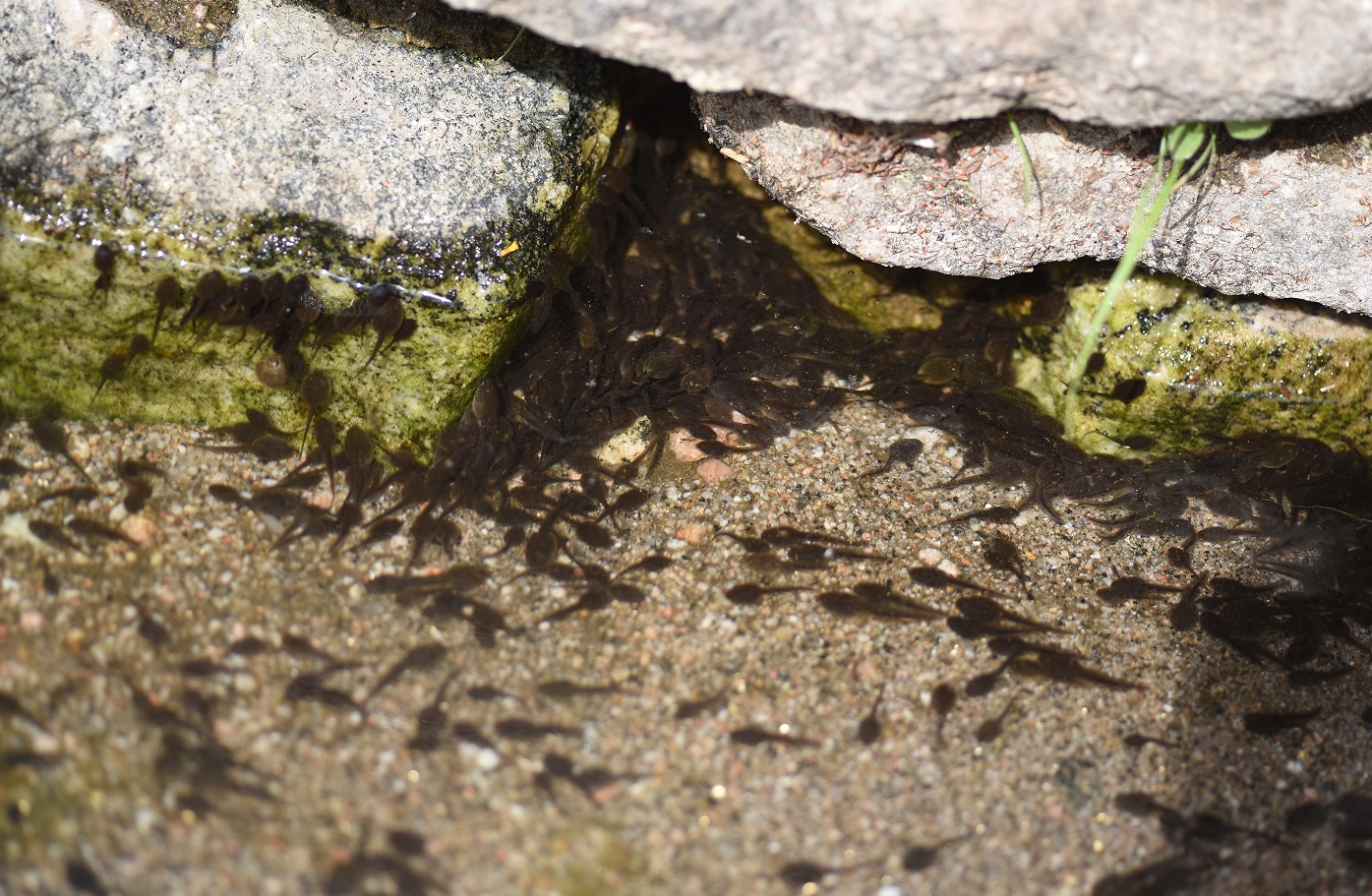 灵寿驼沟行并序