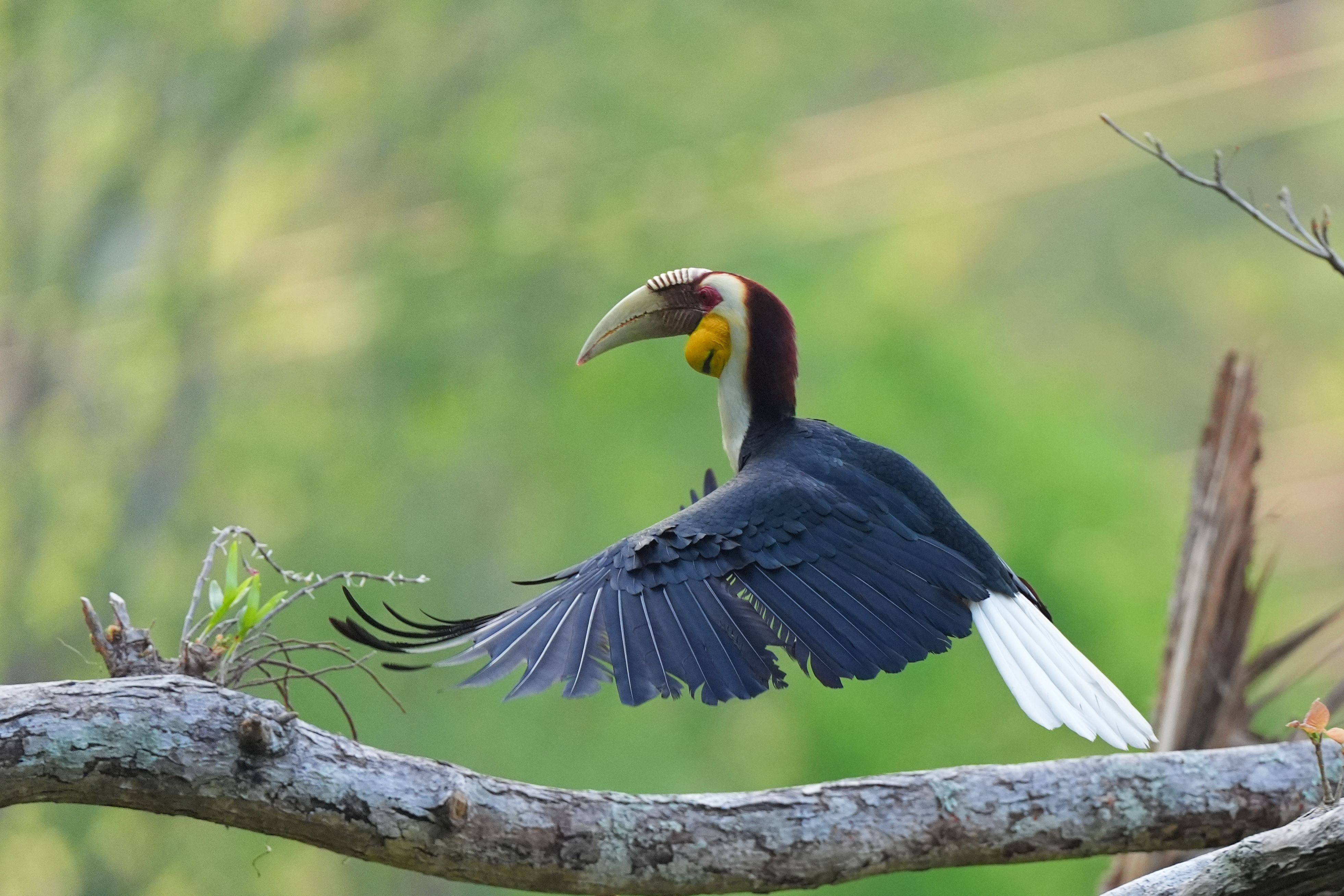 花冠皱盔犀鸟的奇葩人造新家园