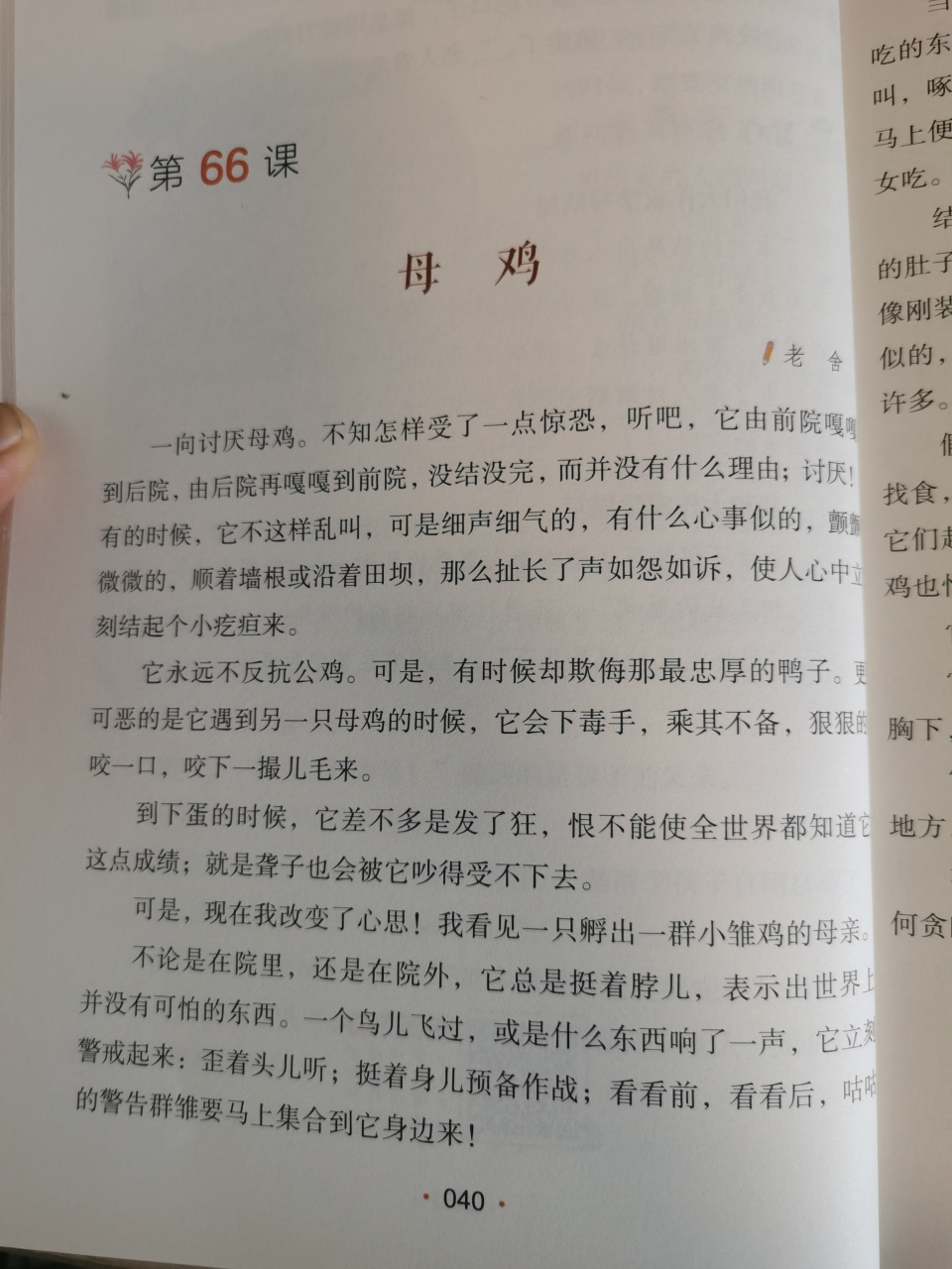 母鸡课文原文老舍图片