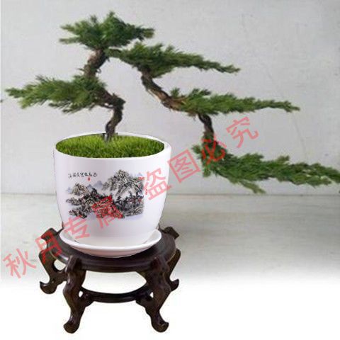 今天给大家带来一款非常独特的迎客松盆景地柏树苗!