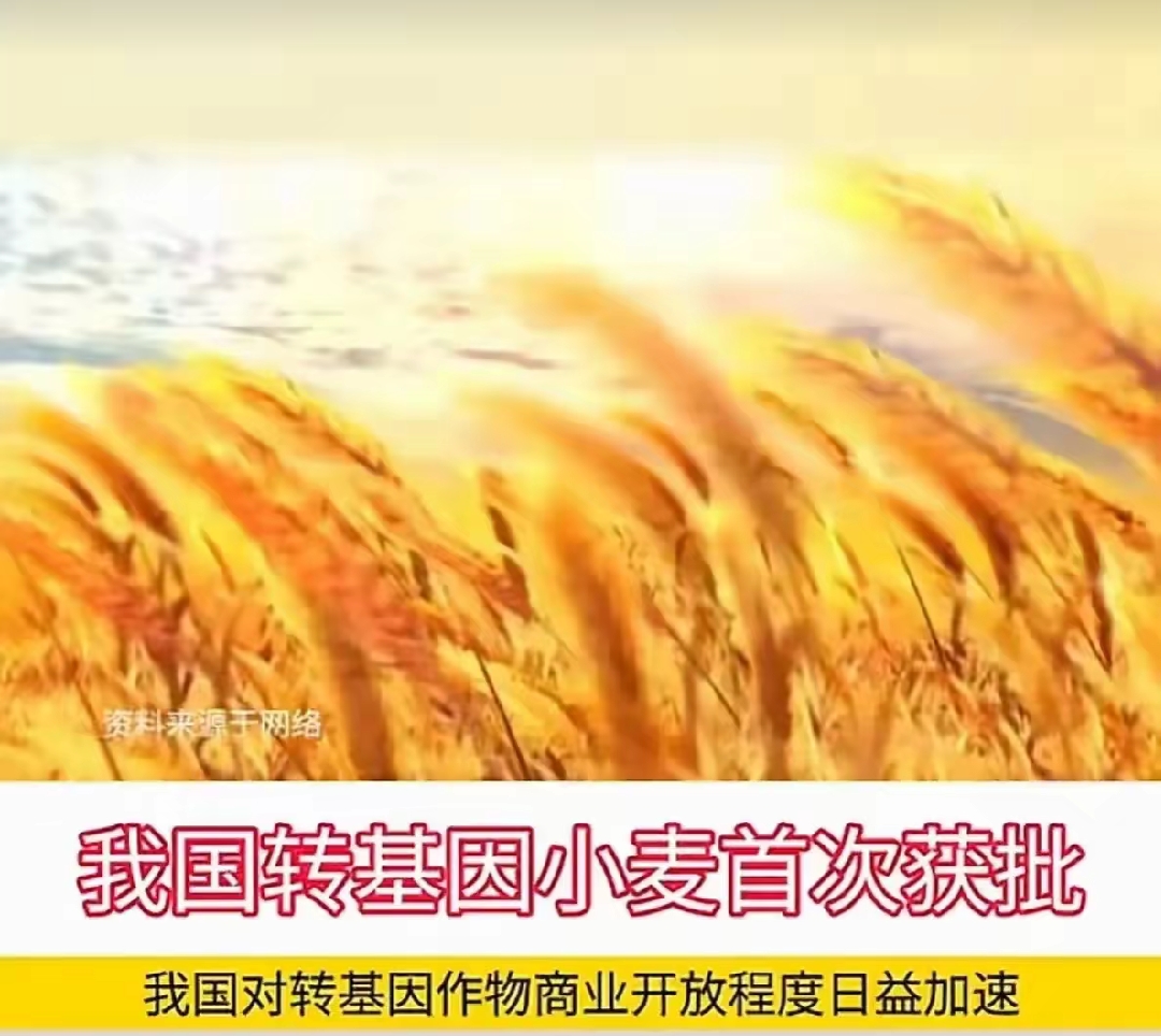 转基因小麦来了,5.8新政下发,餐桌三大金刚全转了