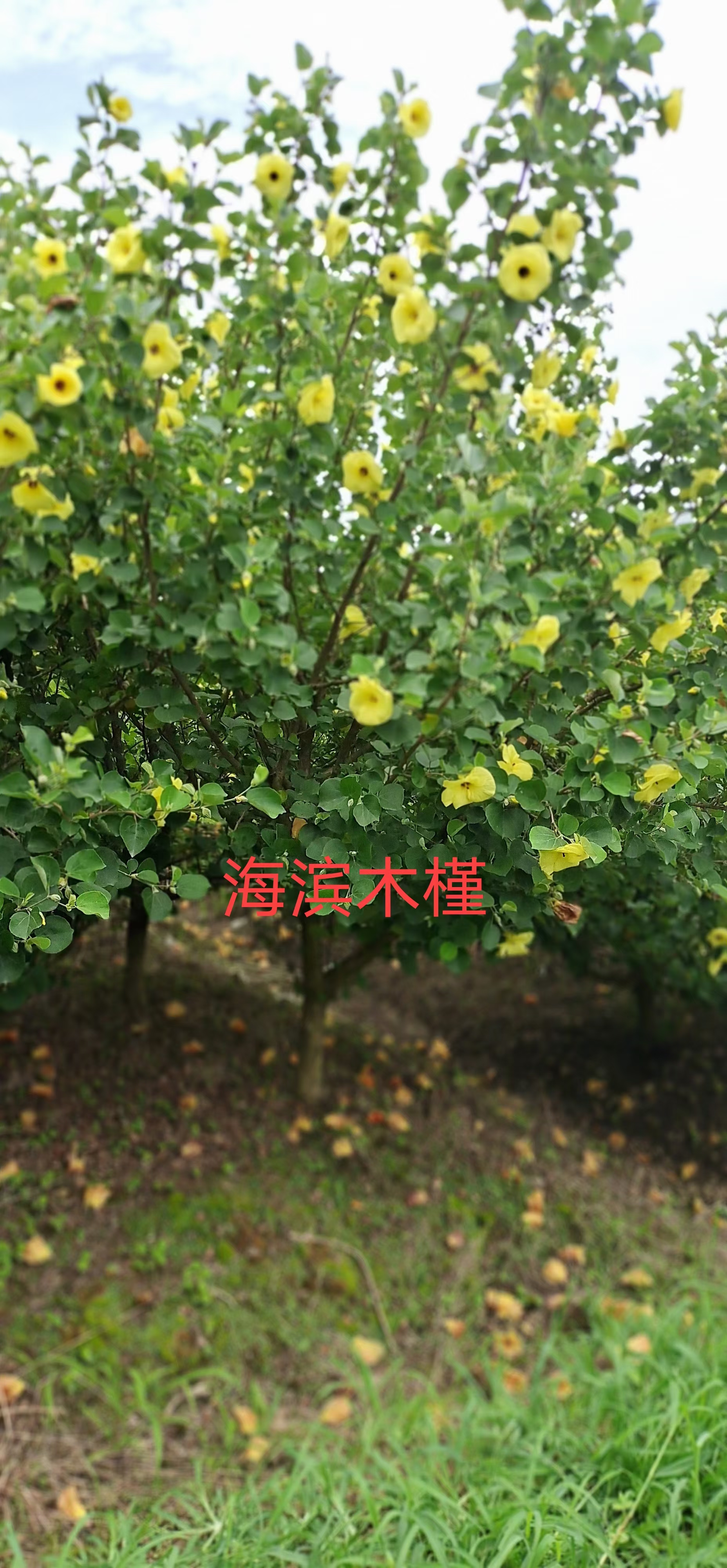 海滨木槿也叫日本黄槿