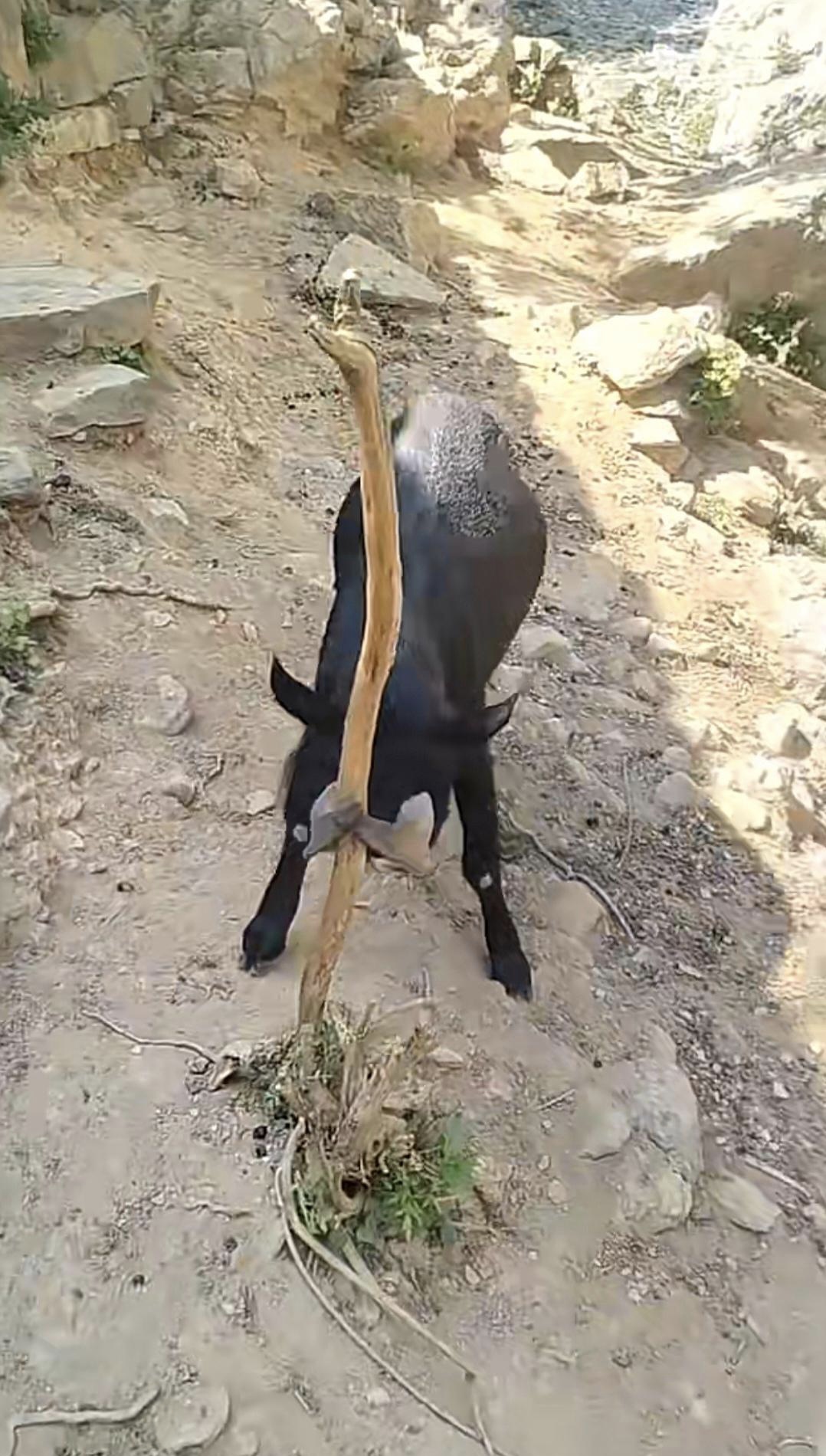 这只羊到底是怎么卡进去的呀,真的是让人摸不着头脑!