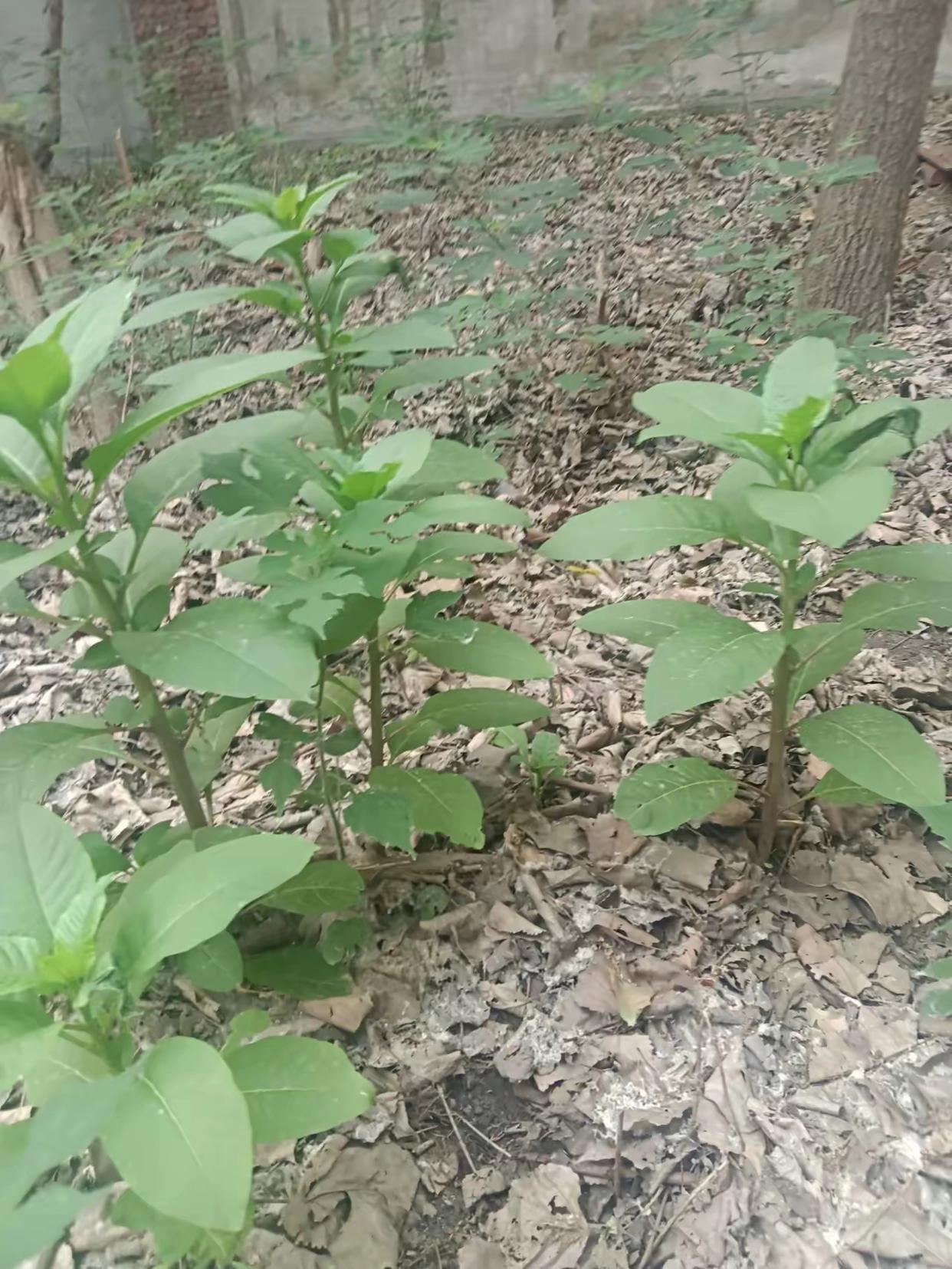 那茂密的叶子像是为大地撑起了一把把小伞,在阳光下闪烁着光芒.