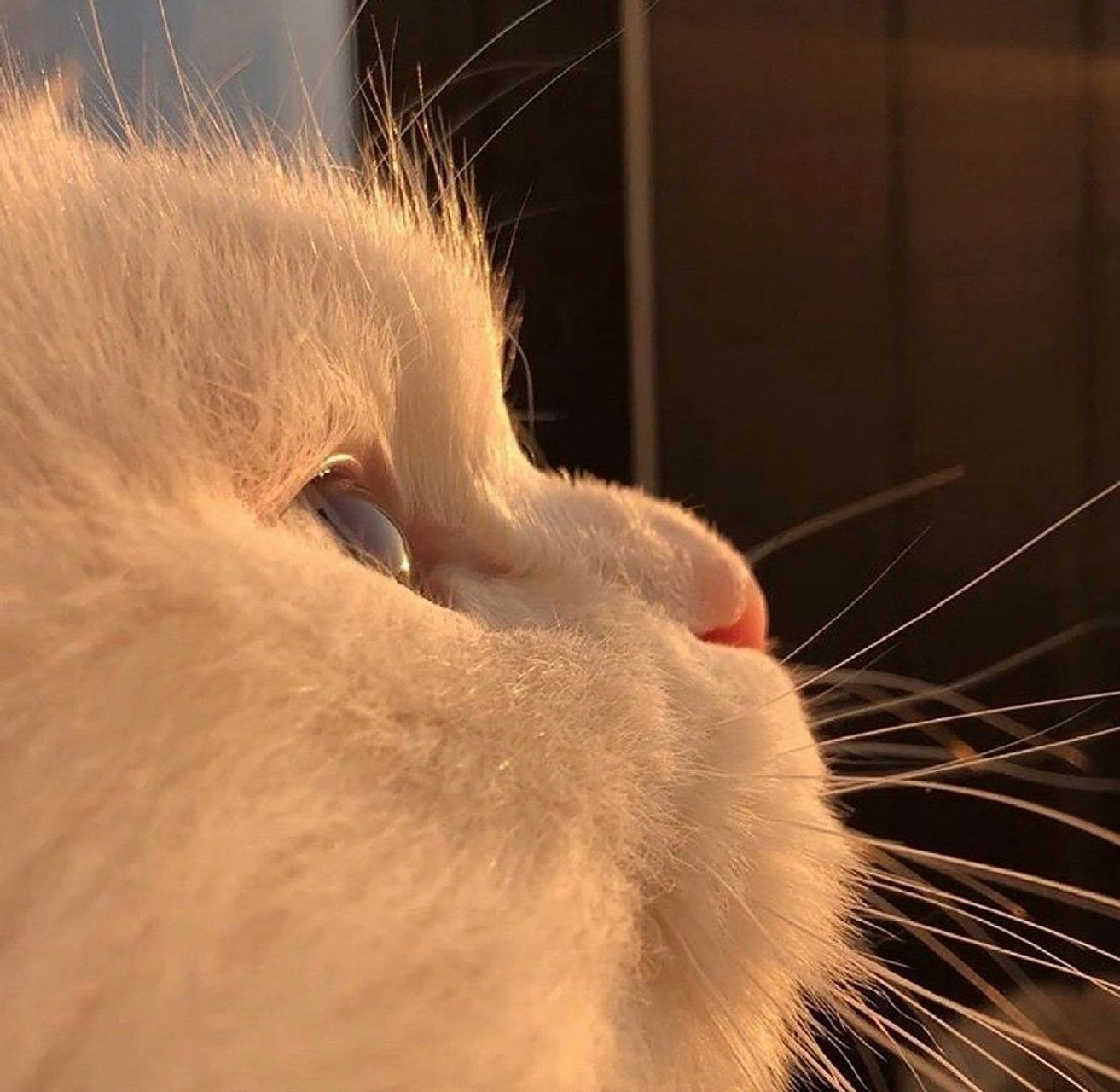 猫咪头像 67