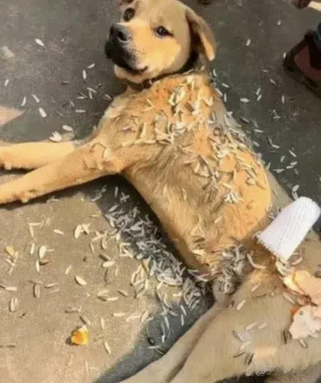 狗子在晒太阳,主人把瓜子皮和橘子皮扔在它身上.