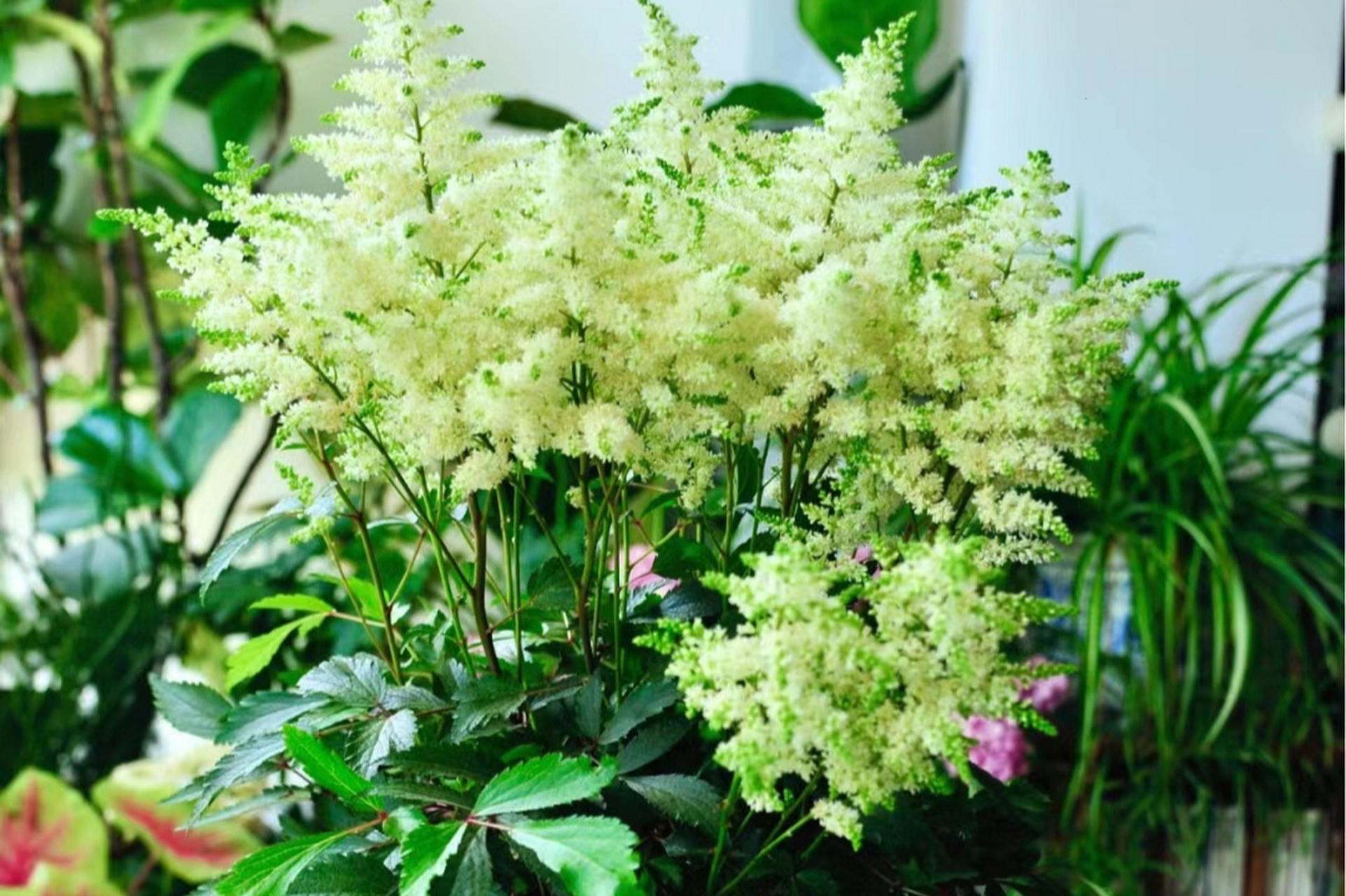 落新妇——高颜值长花期,耐阴耐寒又易养.