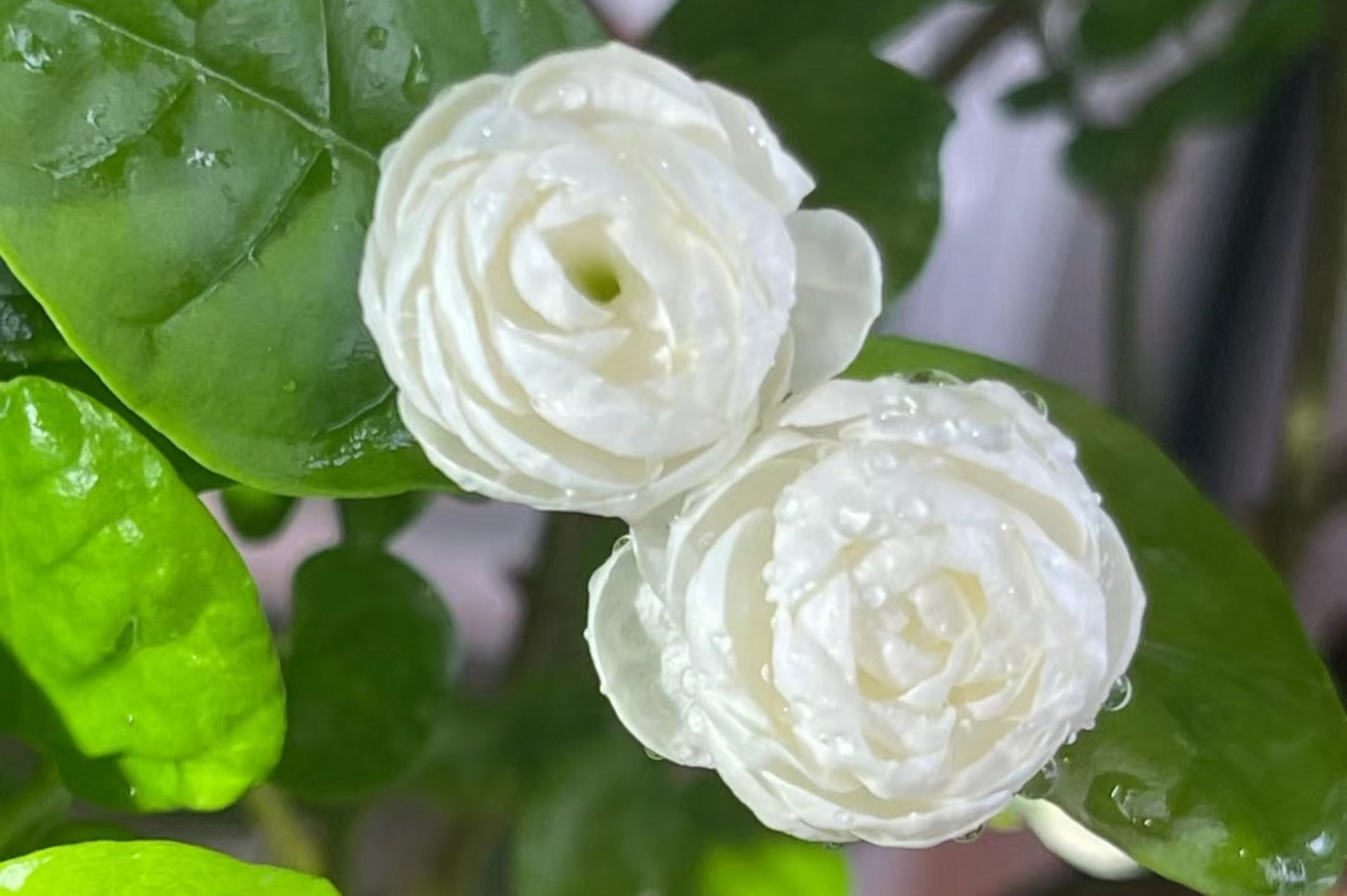 宝珠茉莉是茉莉花界的"王者",花朵大且洁白无瑕,花香浓郁,多季节开花.