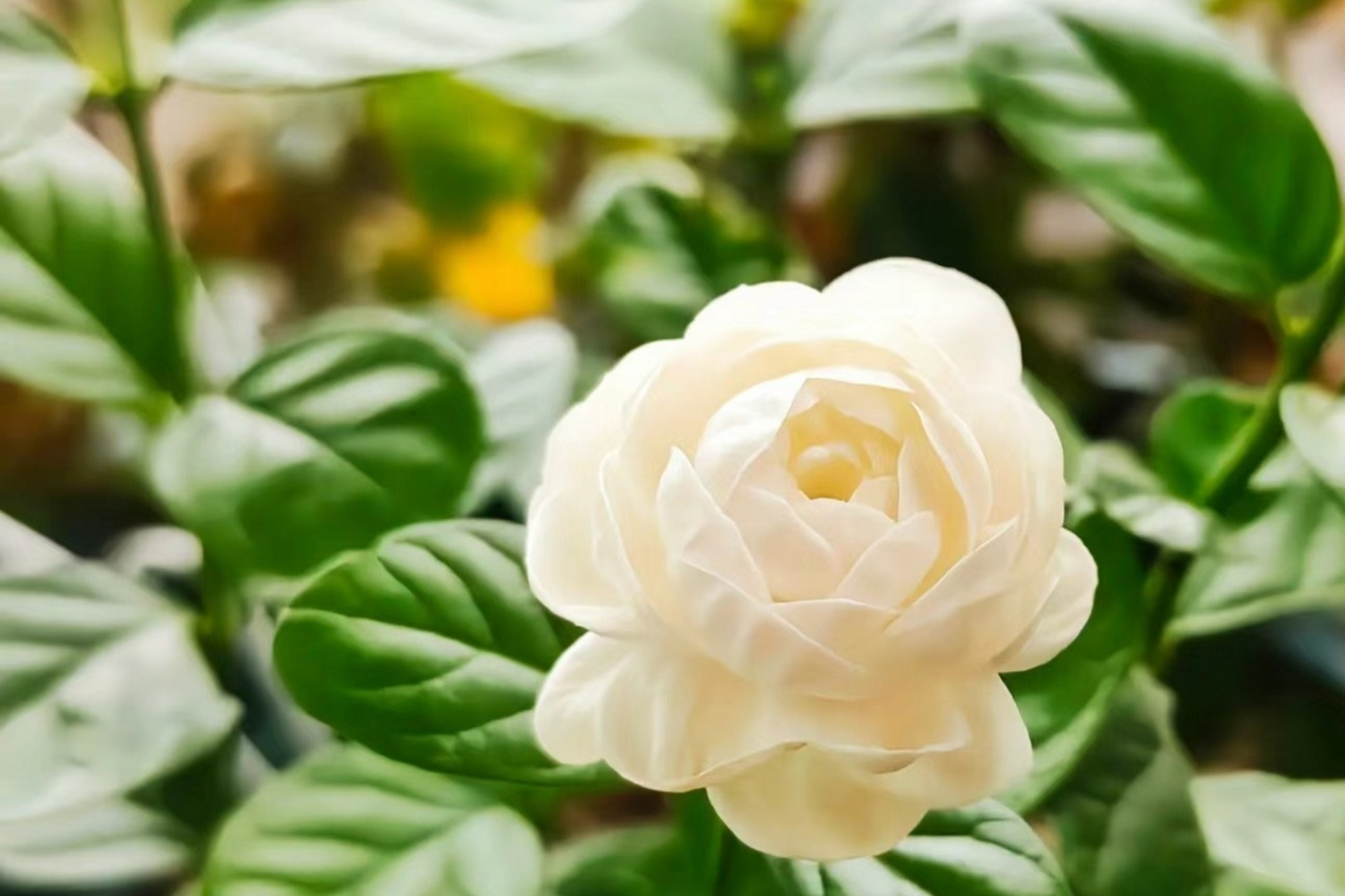 宝珠茉莉是茉莉花界的"王者",花朵大且洁白无瑕,花香浓郁,多季节开花.