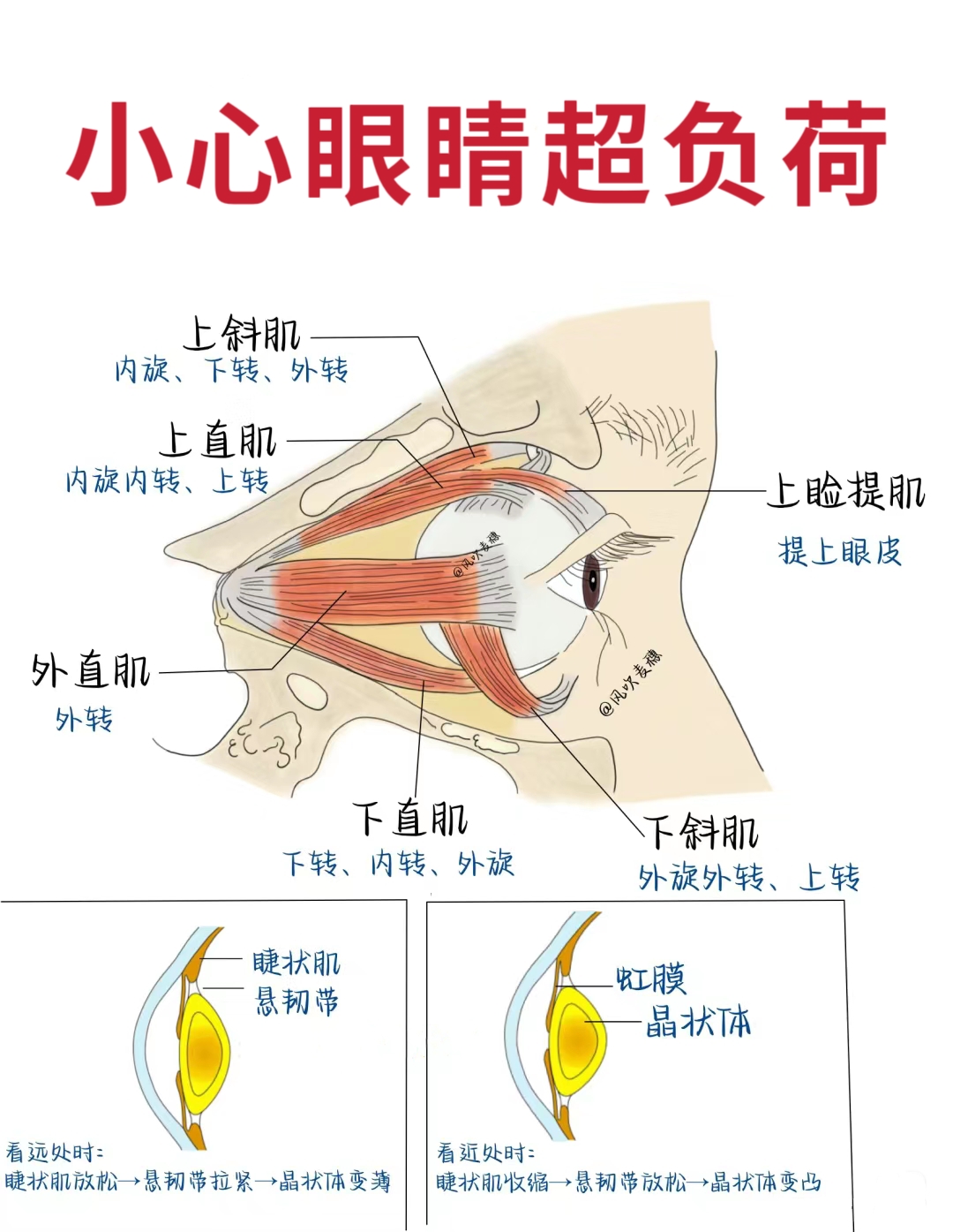 眼睛内外旋图片图片