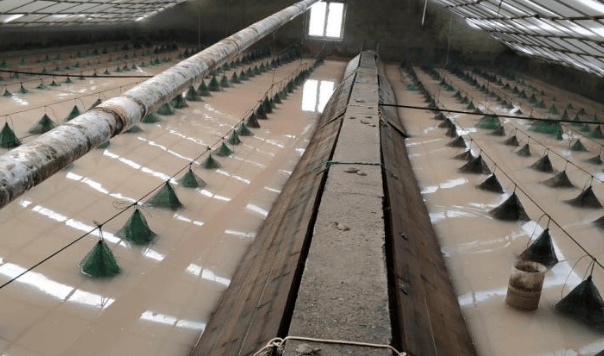 养甲鱼这点最重要