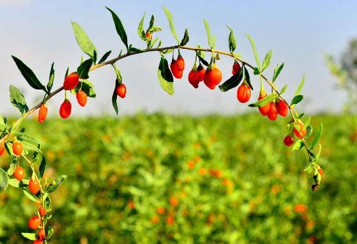 宁夏枸杞栽培技术,种植户不必苦恼,找对方法轻松解决