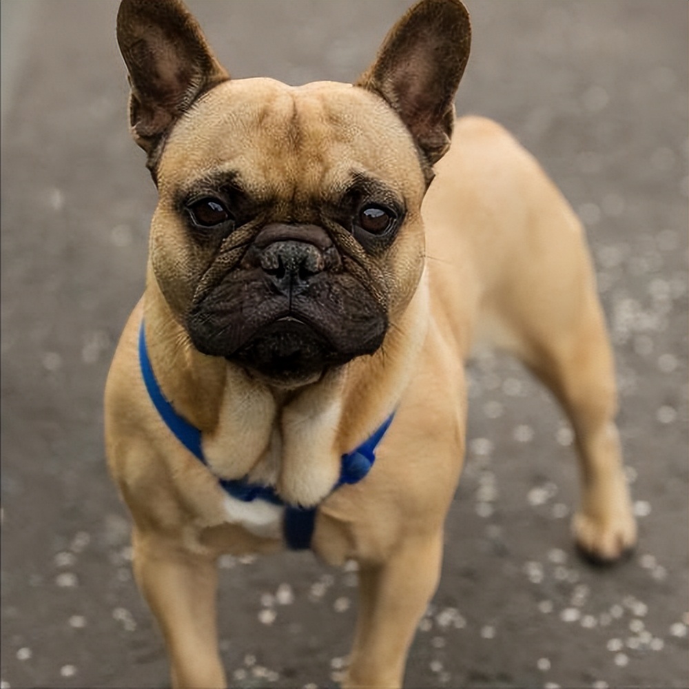 巴哥犬大概多少钱一只图片