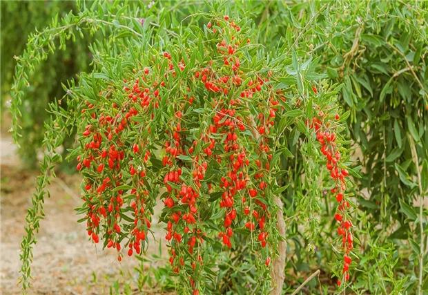 宁夏枸杞栽培技术,种植户不必苦恼,找对方法轻松解决