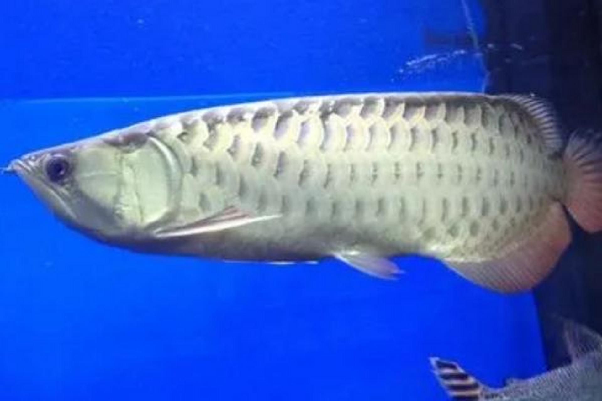 高背红尾金龙鱼,活力四溢!打造专属水族宫殿需至少1.