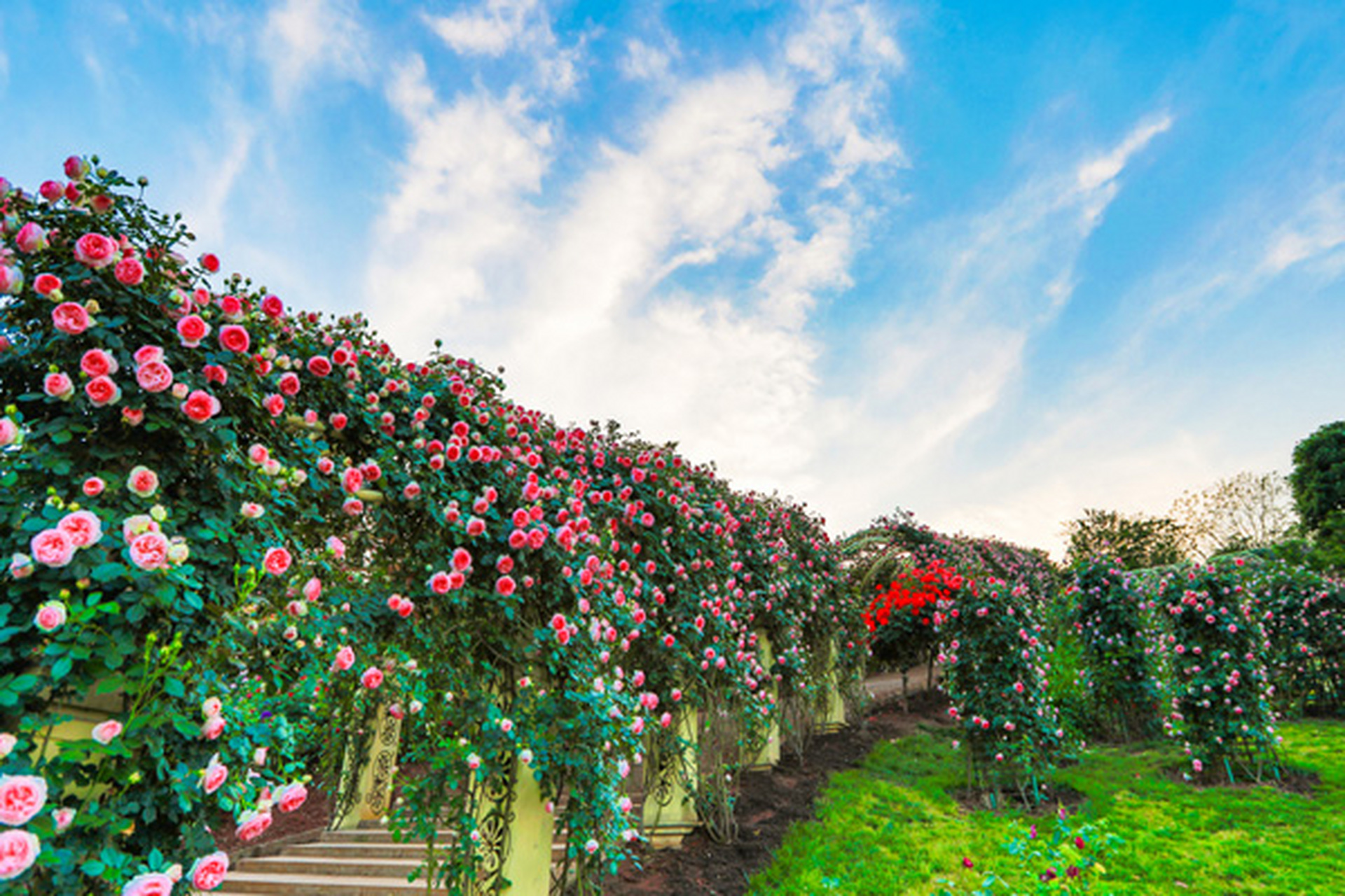 成都玫瑰花海在哪里 1,五月玫瑰庄园  导航:五月玫瑰园rosedemai  交