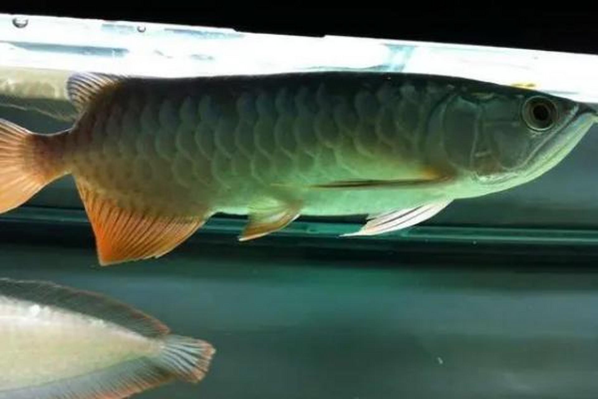 高背红尾金龙鱼,活力四溢!打造专属水族宫殿需至少1.