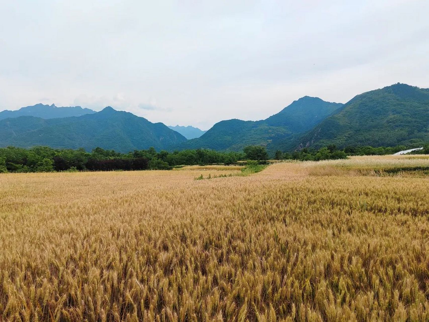 西安夏日,关中平原小麦将熟,秦岭山下百塔寺村麦田金黄壮观.