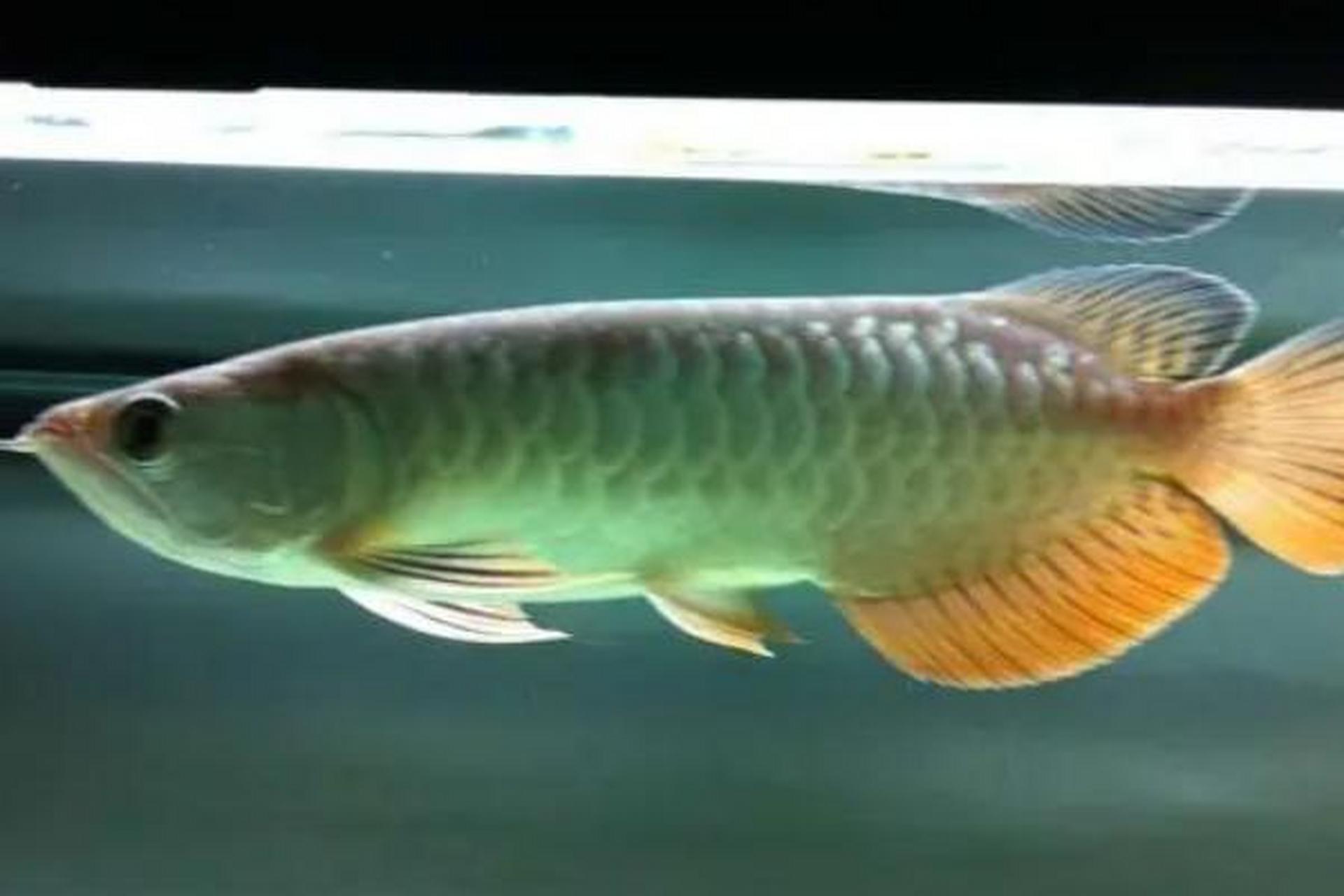 高背红尾金龙鱼,活力四溢!打造专属水族宫殿需至少1.