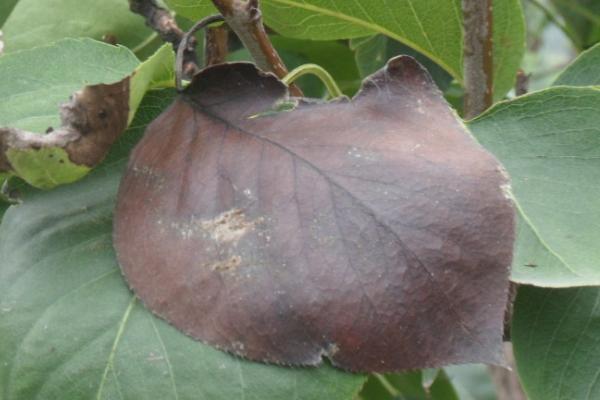 [原文:梨树枯梢病