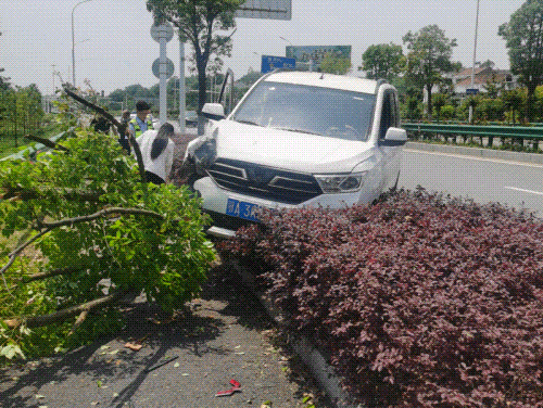 十多人救下一条命,就在武汉街头