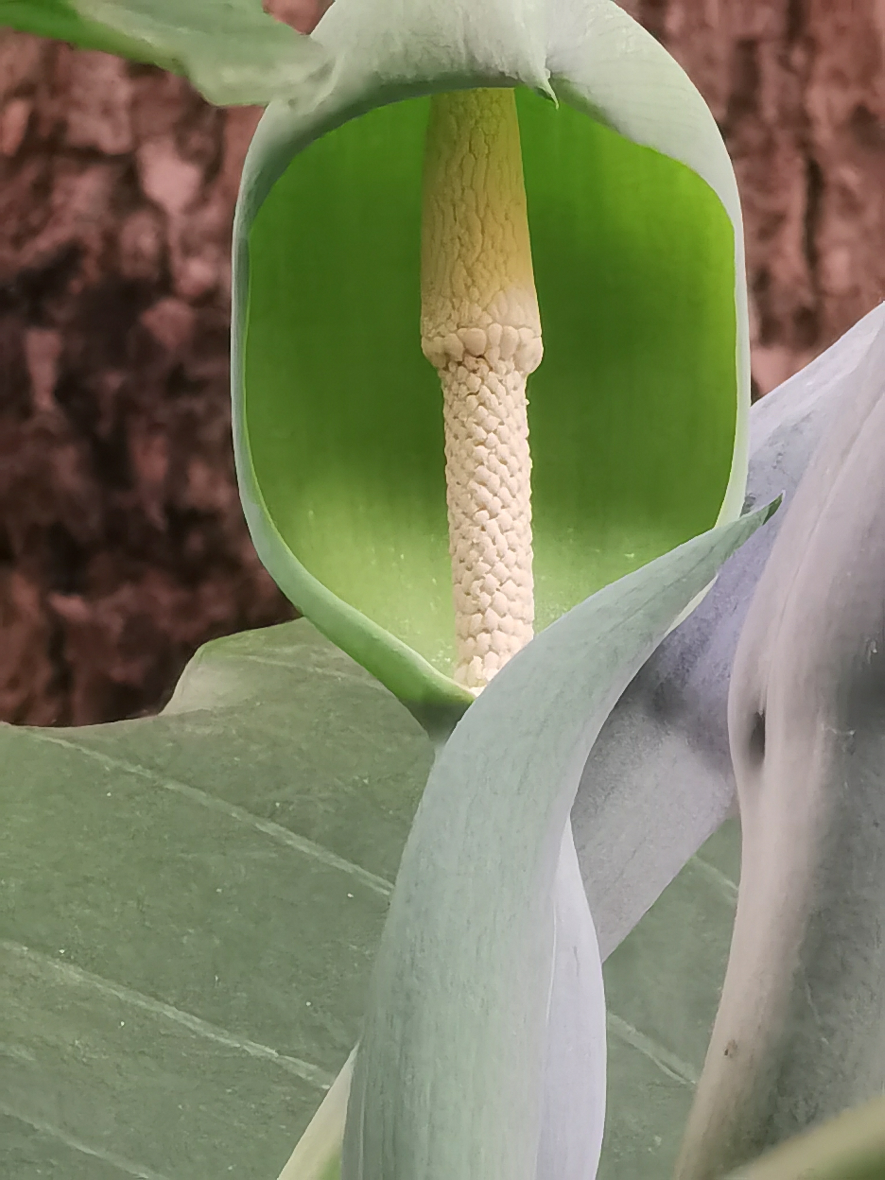 据有关资料显示,滴水观音开花的条件非常苛刻,想一睹滴水观音开花很 