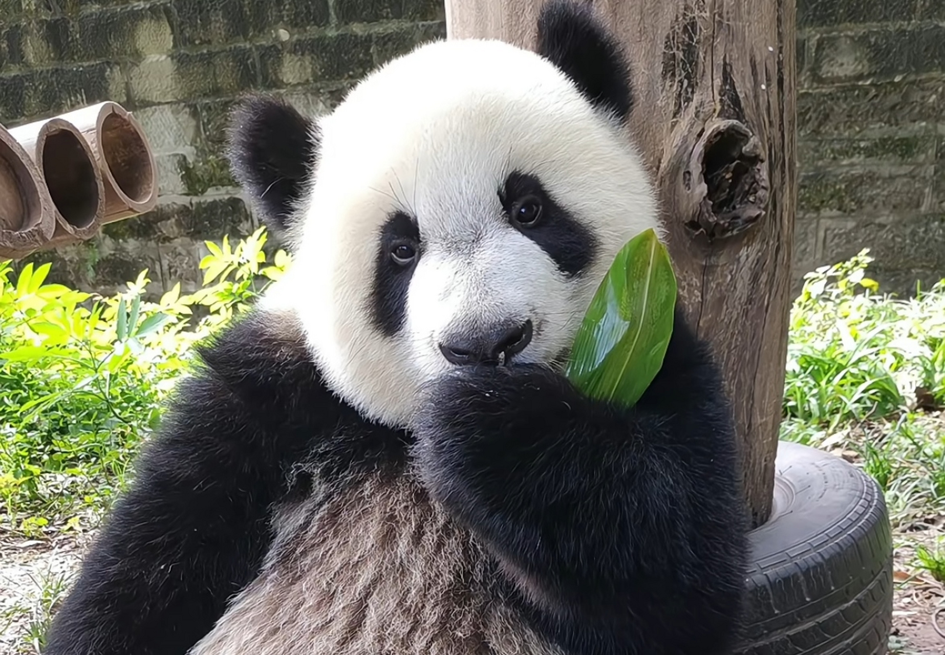 小时候的莽仔! 火山哥,你看,你麻麻小时候比你可爱也[大笑]