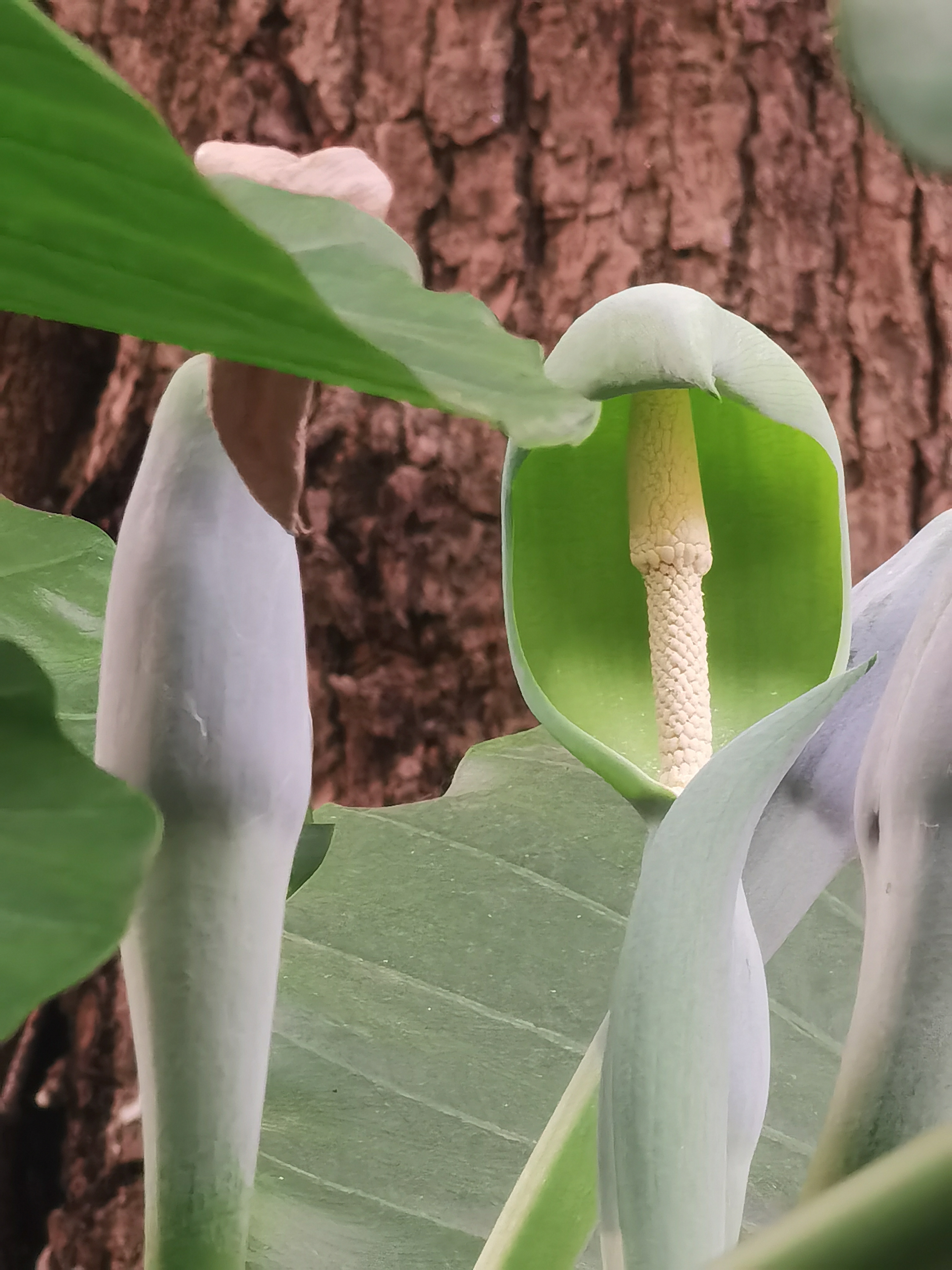 据有关资料显示,滴水观音开花的条件非常苛刻,想一睹滴水观音开花很 
