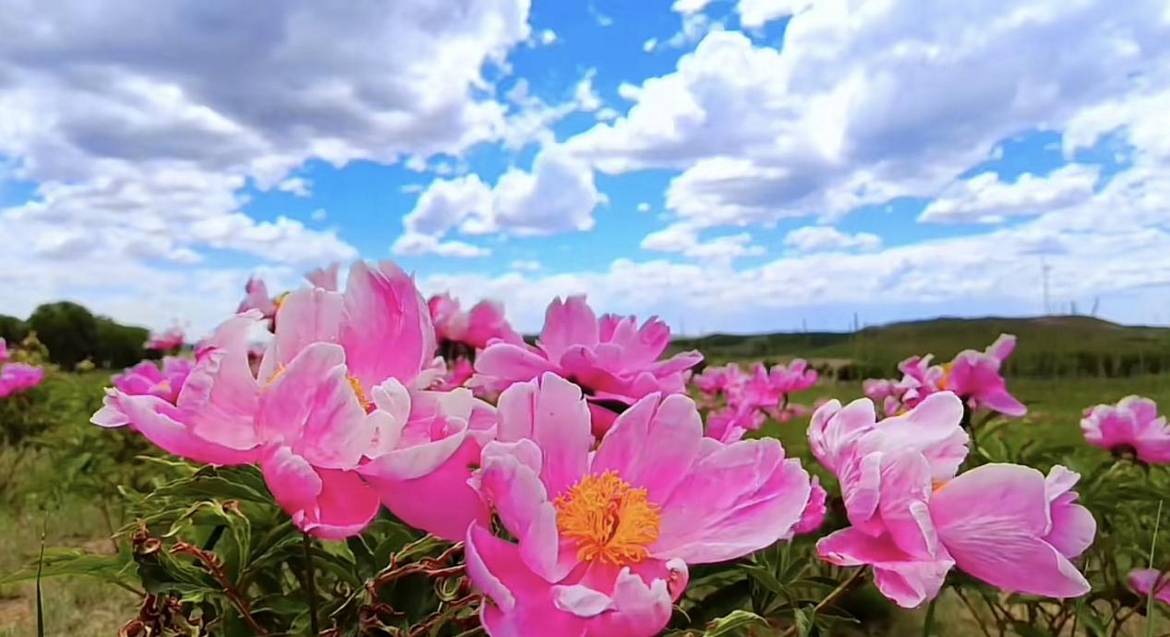 探秘芍药谷——追寻太仆寺旗的自然诗篇  在广袤的内蒙古大地上
