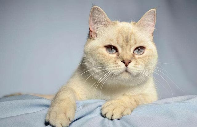 新手养猫,一定要知道的知识.  1.说是养猫,养着养着就离不开猫. 2.