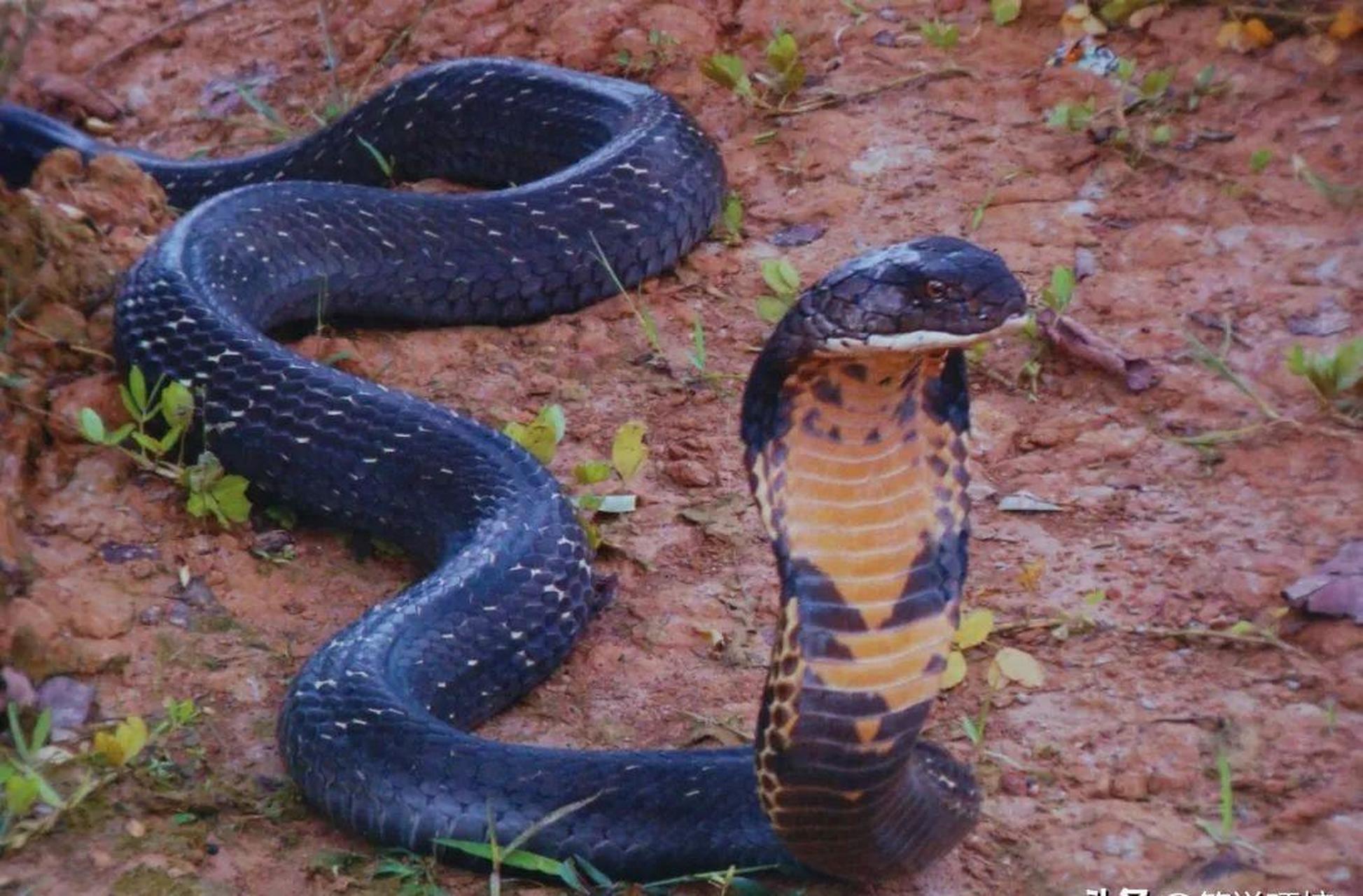 在世间,有一种蛇,让人闻风丧胆,那就是眼镜王蛇.