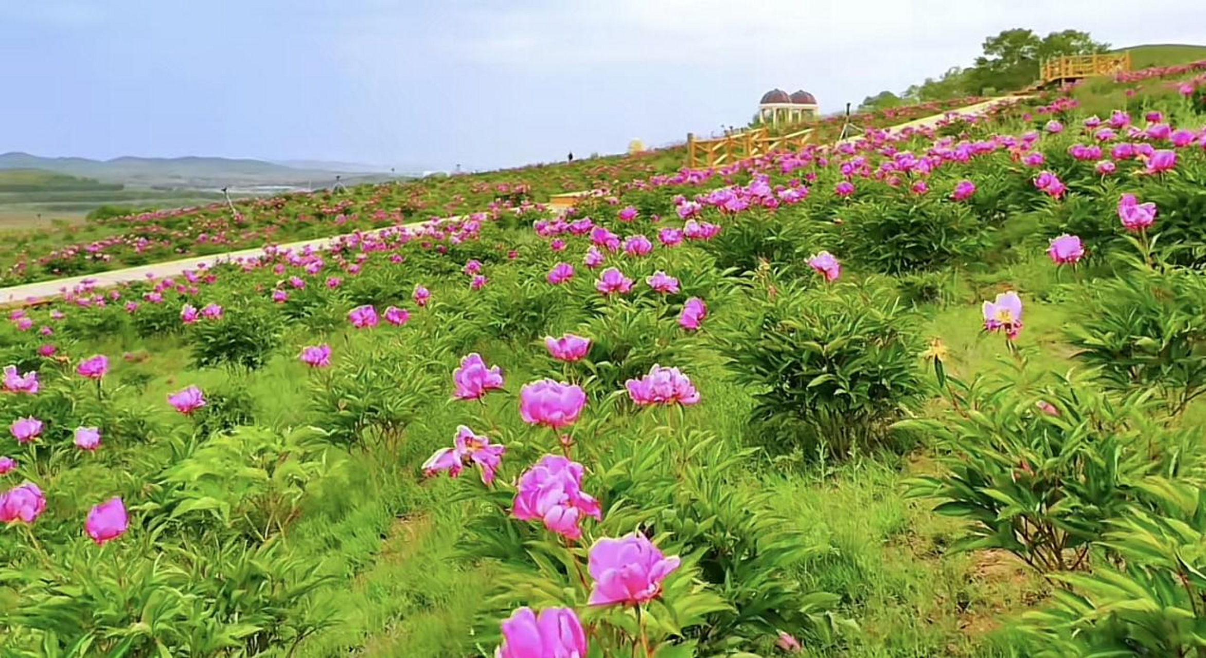 探秘芍药谷——追寻太仆寺旗的自然诗篇  在广袤的内蒙古大地上