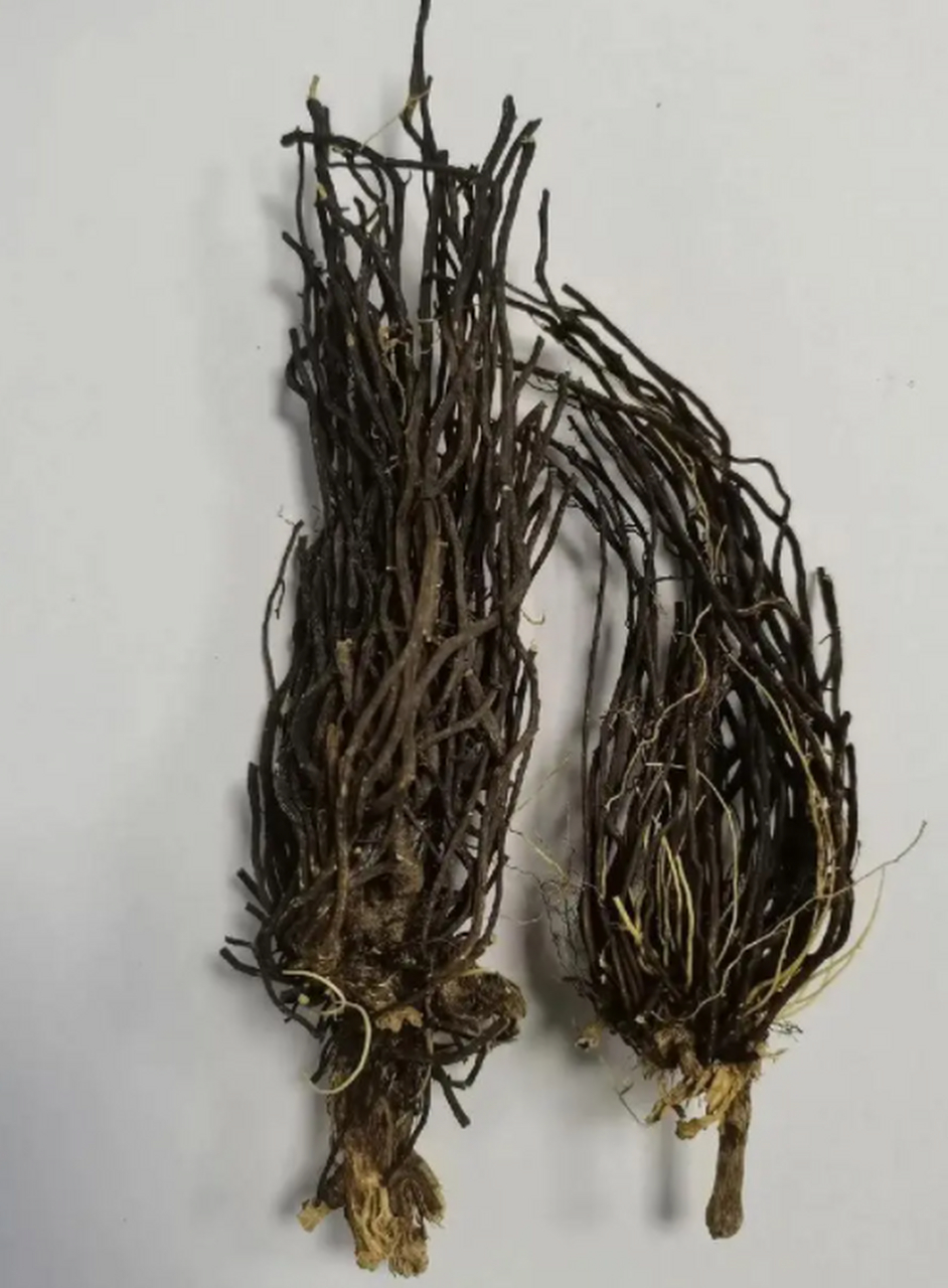 一味威灵仙:内服可止胃痛,外敷可治骨刺,配伍可排结石,外洗可愈脚气!