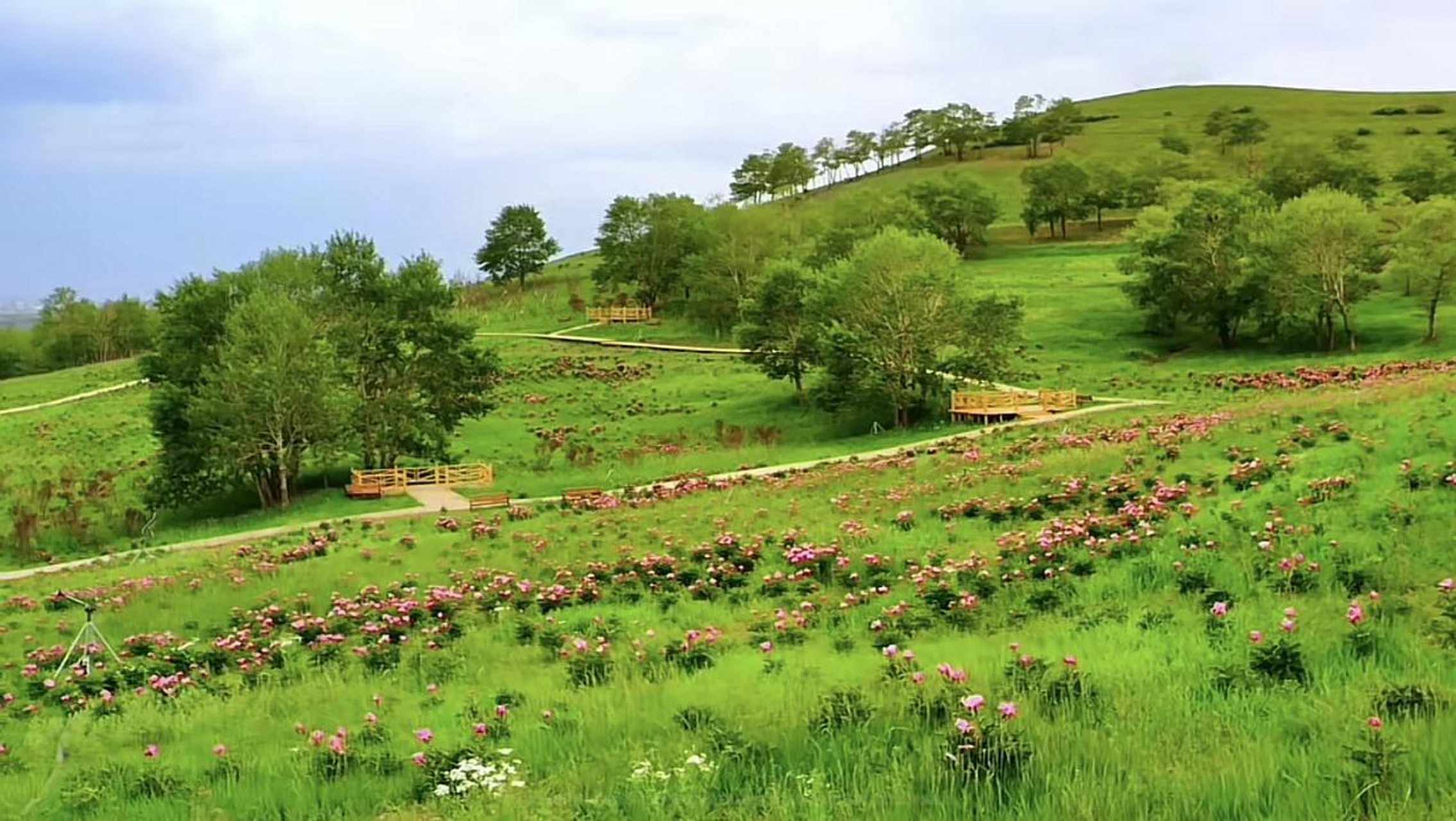 探秘芍药谷——追寻太仆寺旗的自然诗篇  在广袤的内蒙古大地上