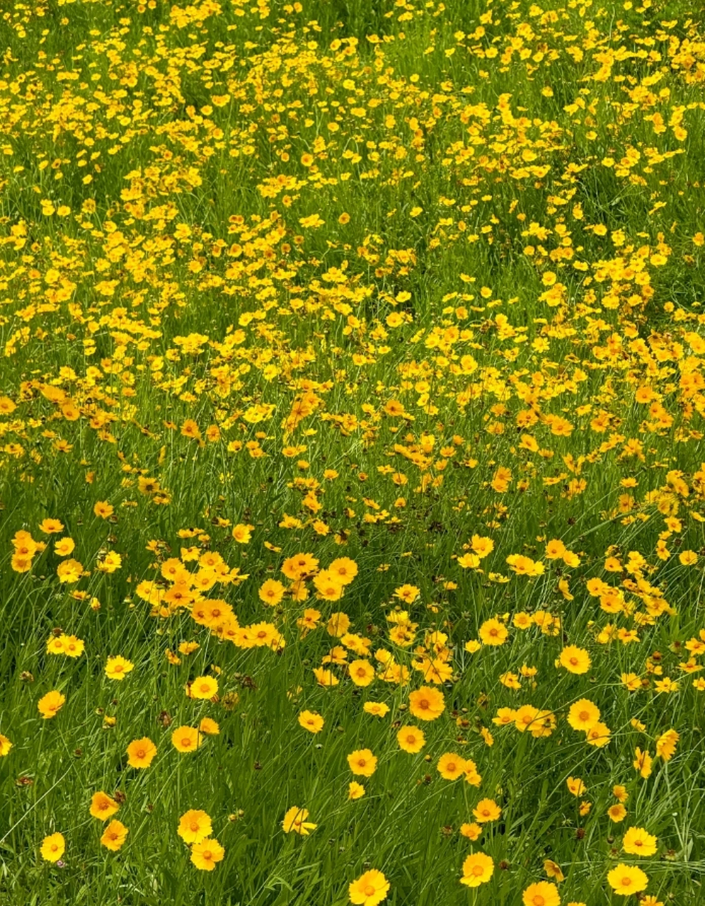 在南昌!发现一片人少拍照超美的金鸡菊花海!