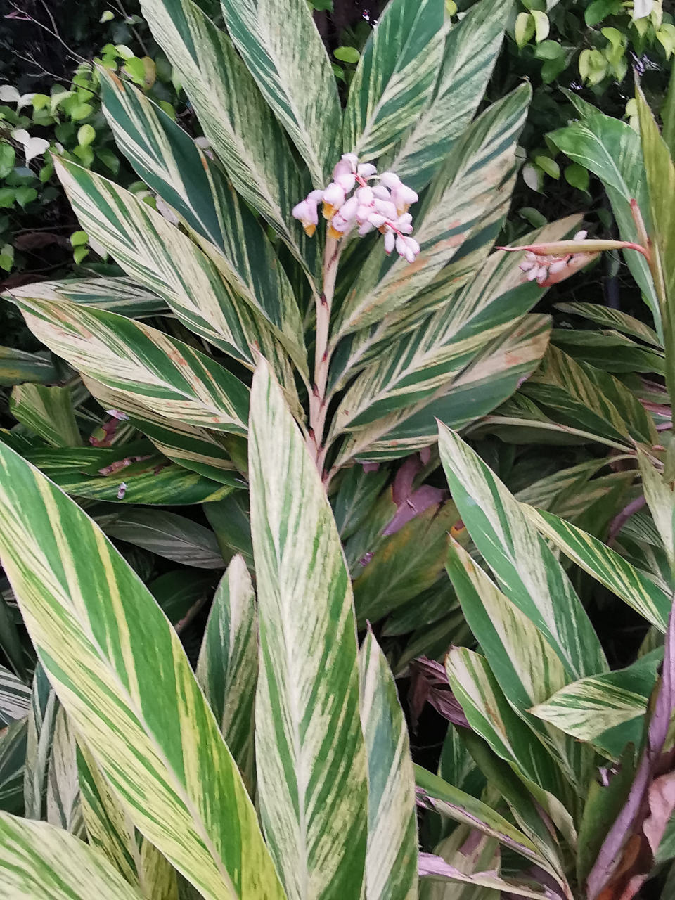 花叶艳山姜花语图片